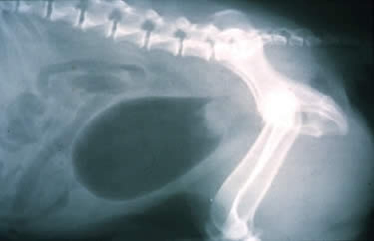 Carcinoma de células de transición, vejiga canina, neumocistograma