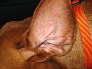 Urticarial wheals, dog