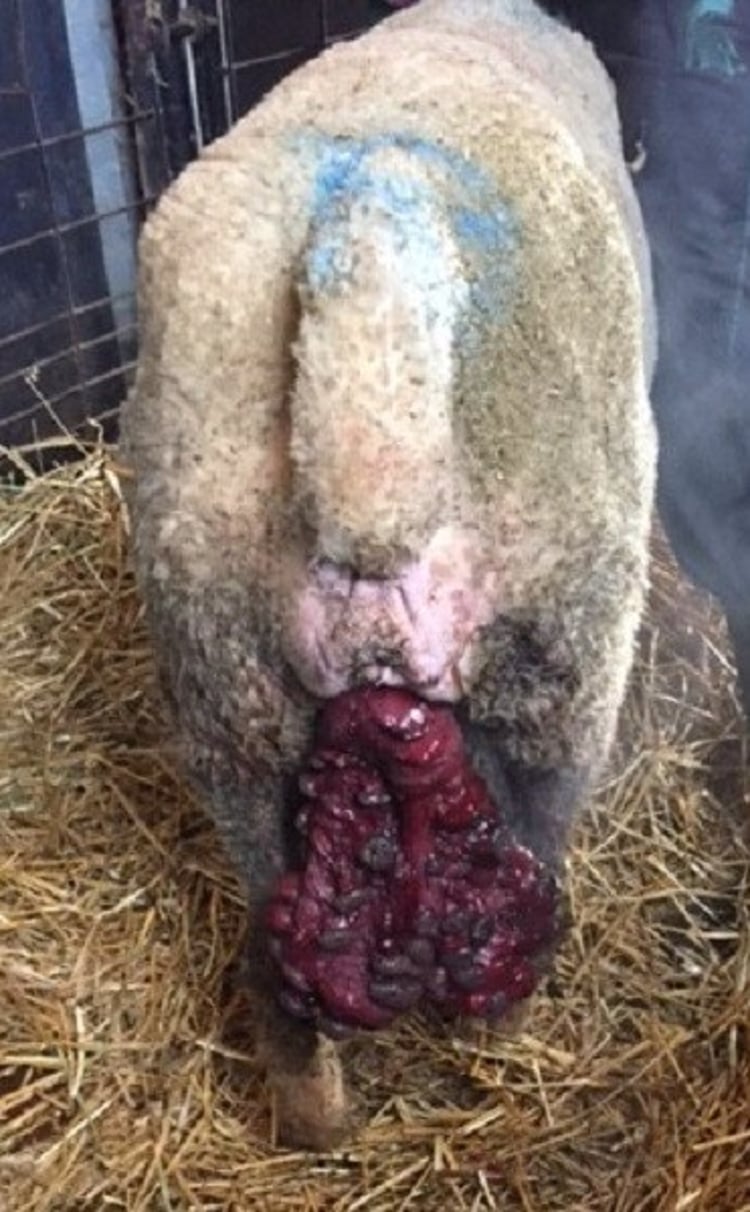 Prolapso uterino, oveja