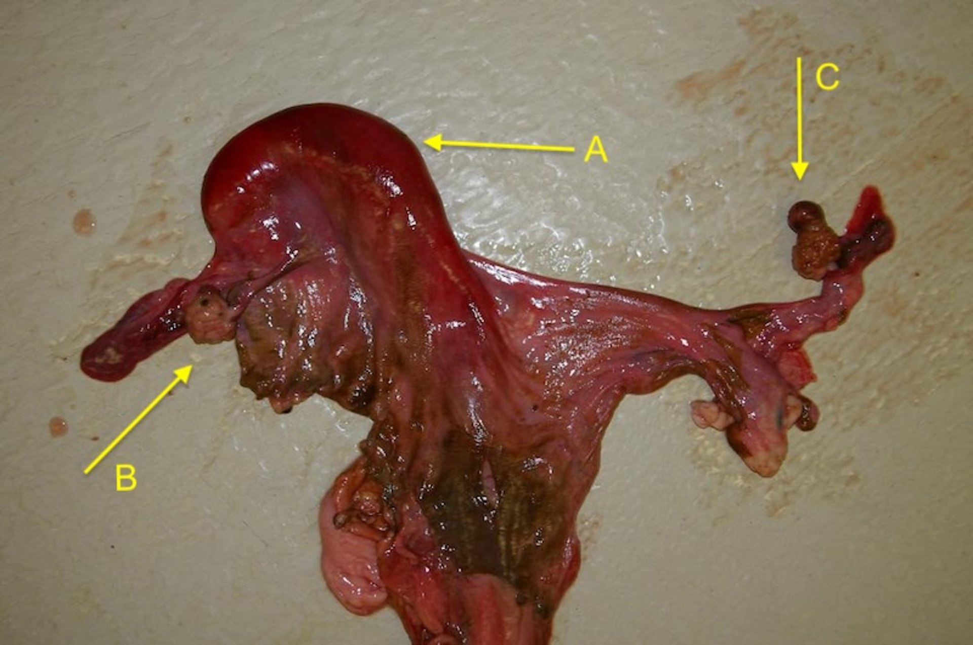 Uterus unicornis, alpaca