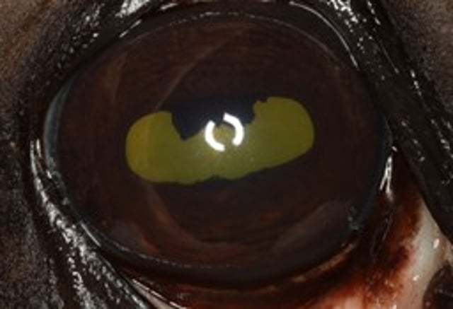 Uveitis, horse