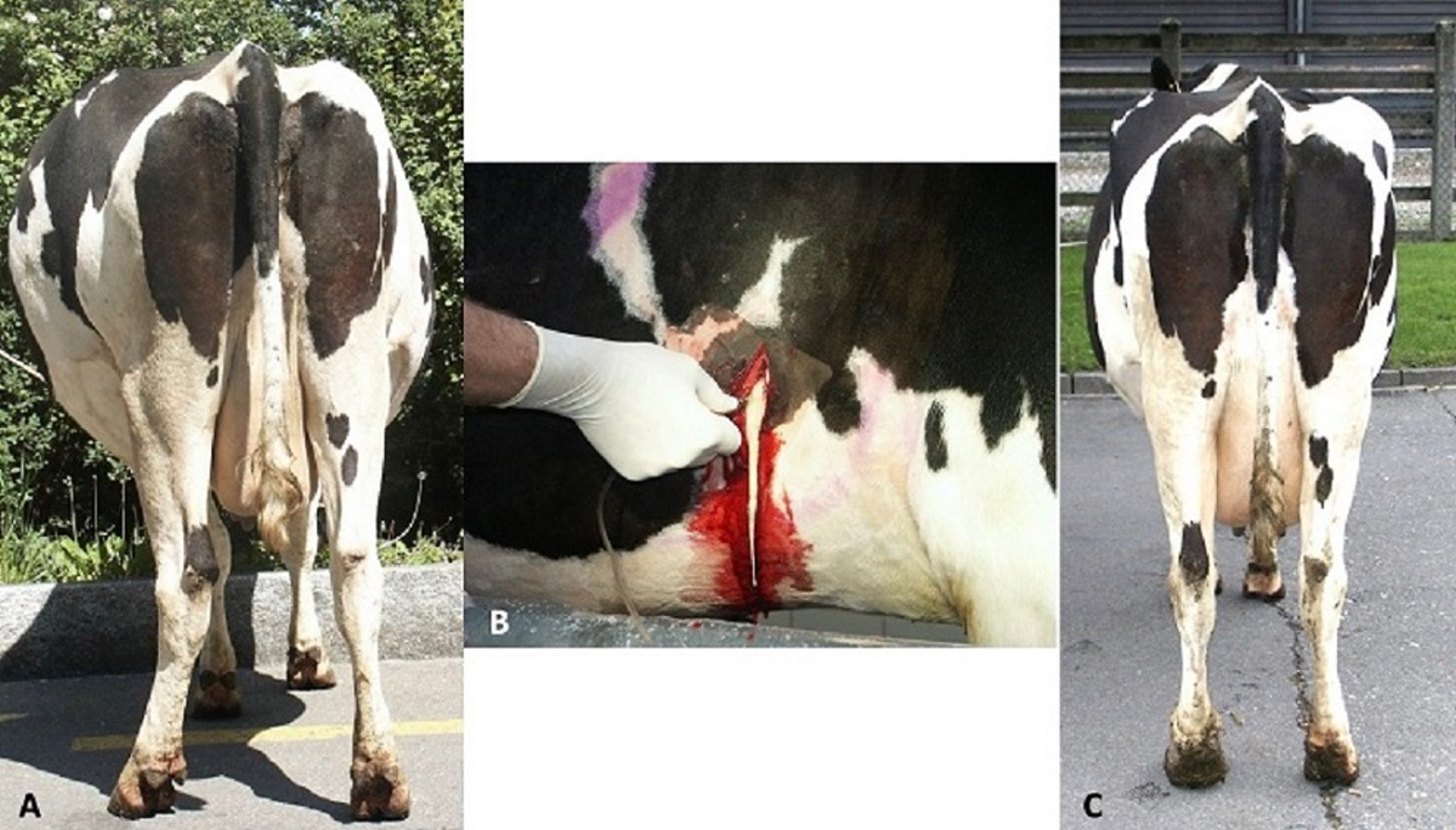 Chronic indigestion syndrome, pregnant cow
