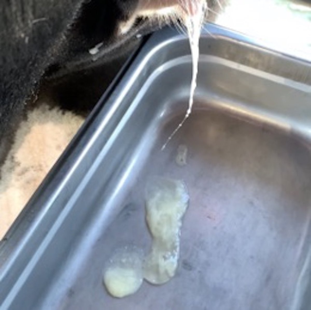 Vaginal discharge scoring system, early postpartum cows: discharge 3