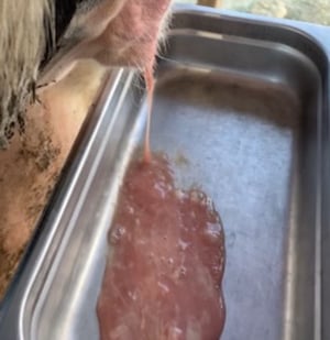 Vaginal discharge scoring system, early postpartum cows: discharge 4