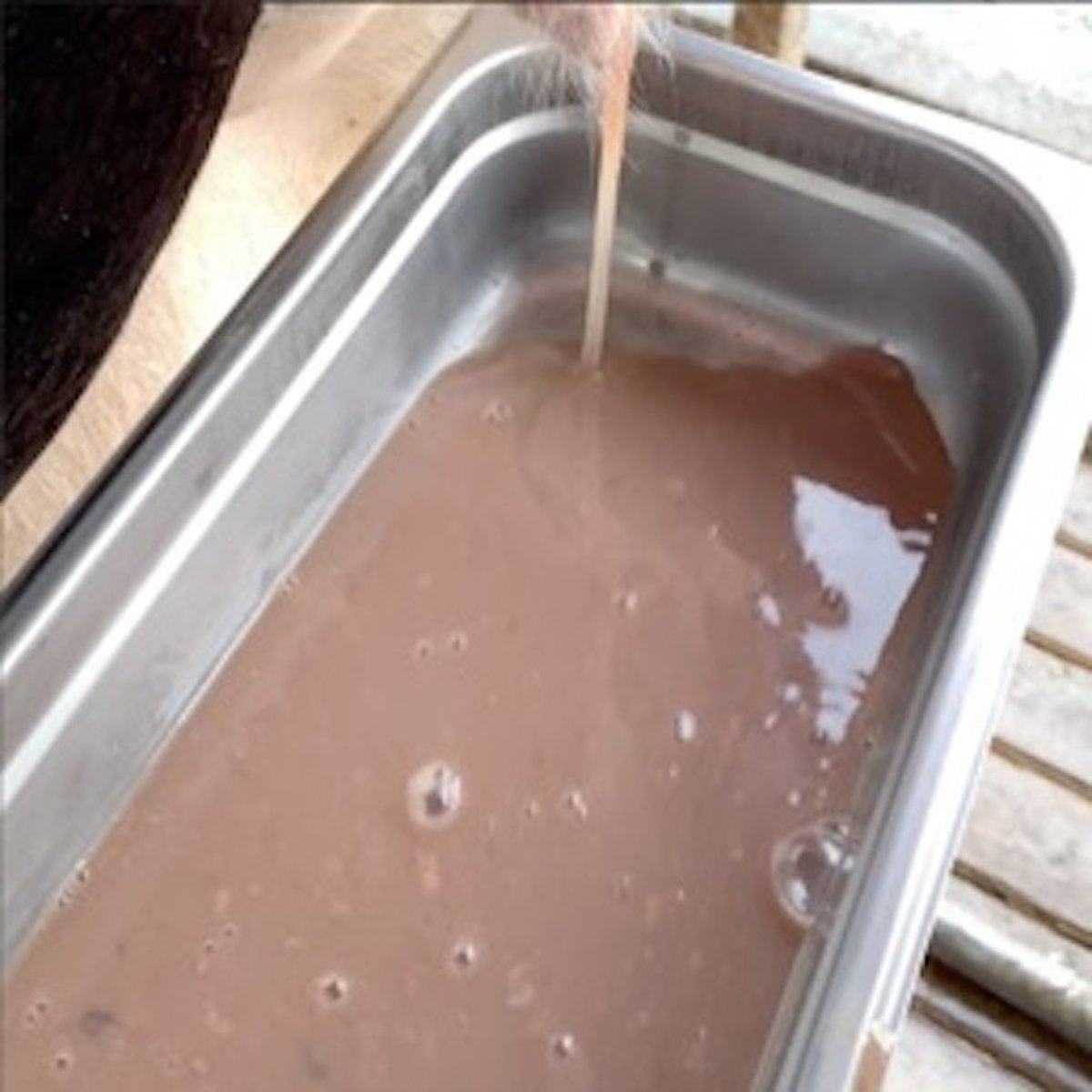 Vaginal discharge scoring system, early postpartum cows: discharge 5