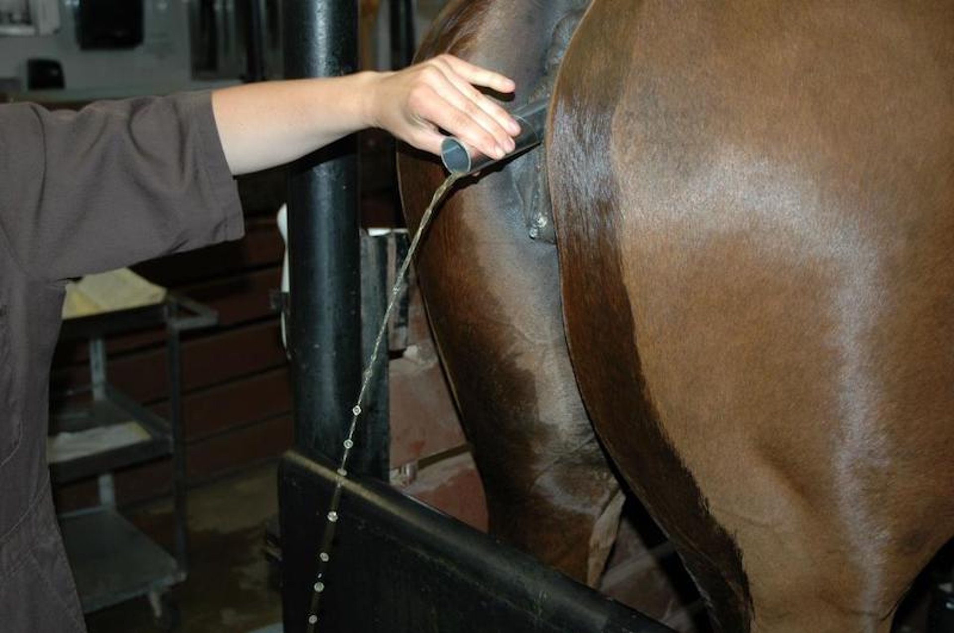 Vaginal fluid, mare