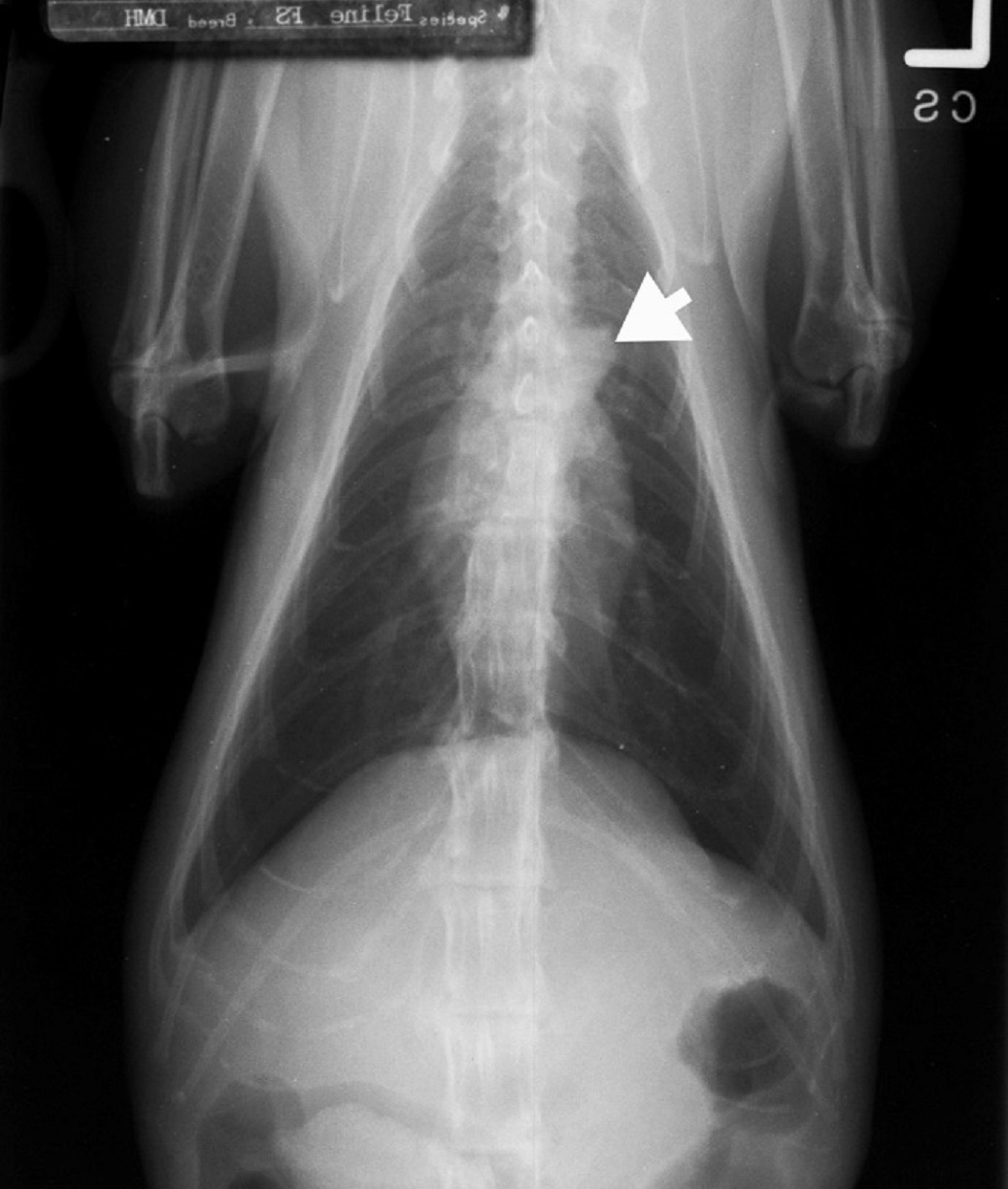 Ventrodorsal radiograph, normal old cat with aortic "knob"