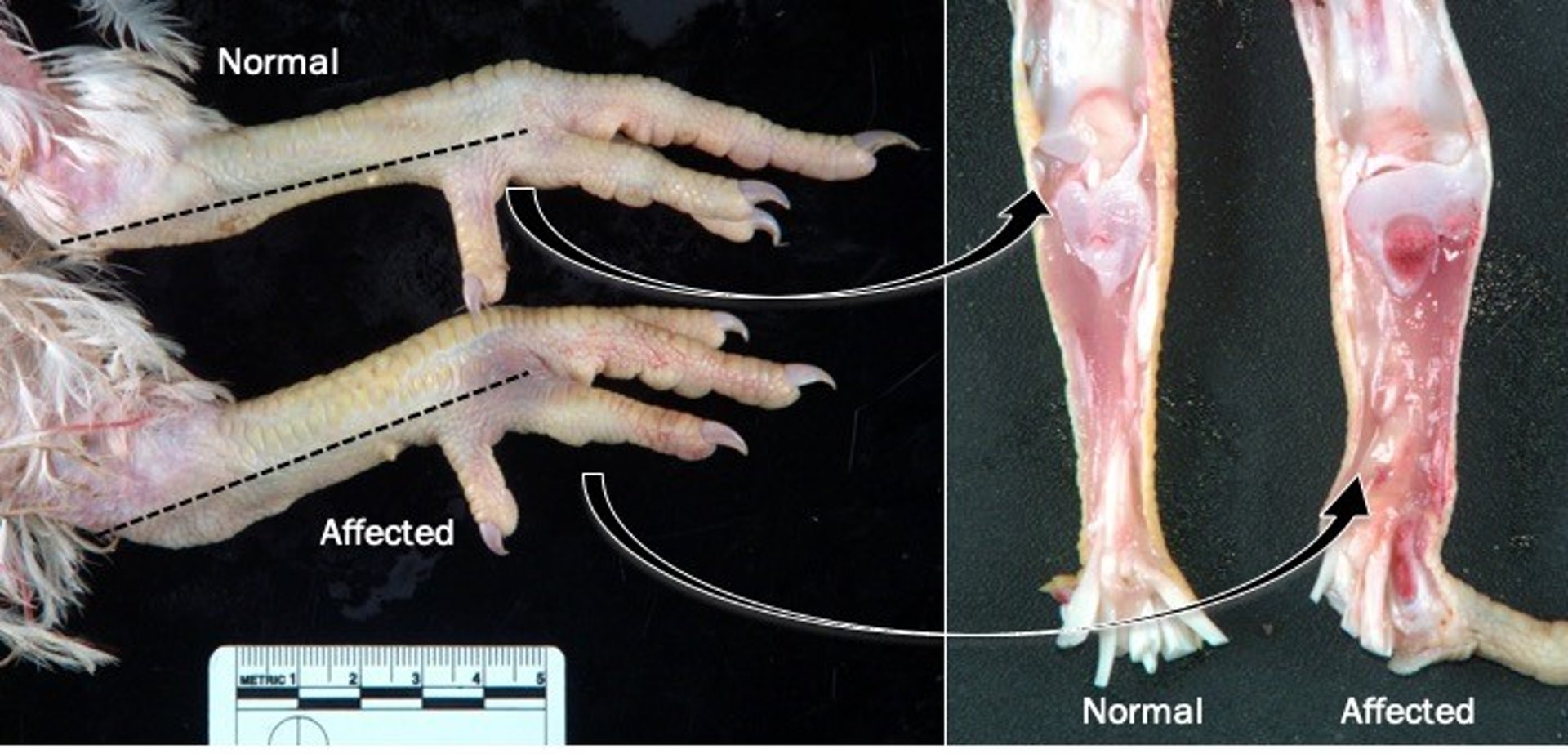 Normal vs affected tendons in poultry with viral arthritis