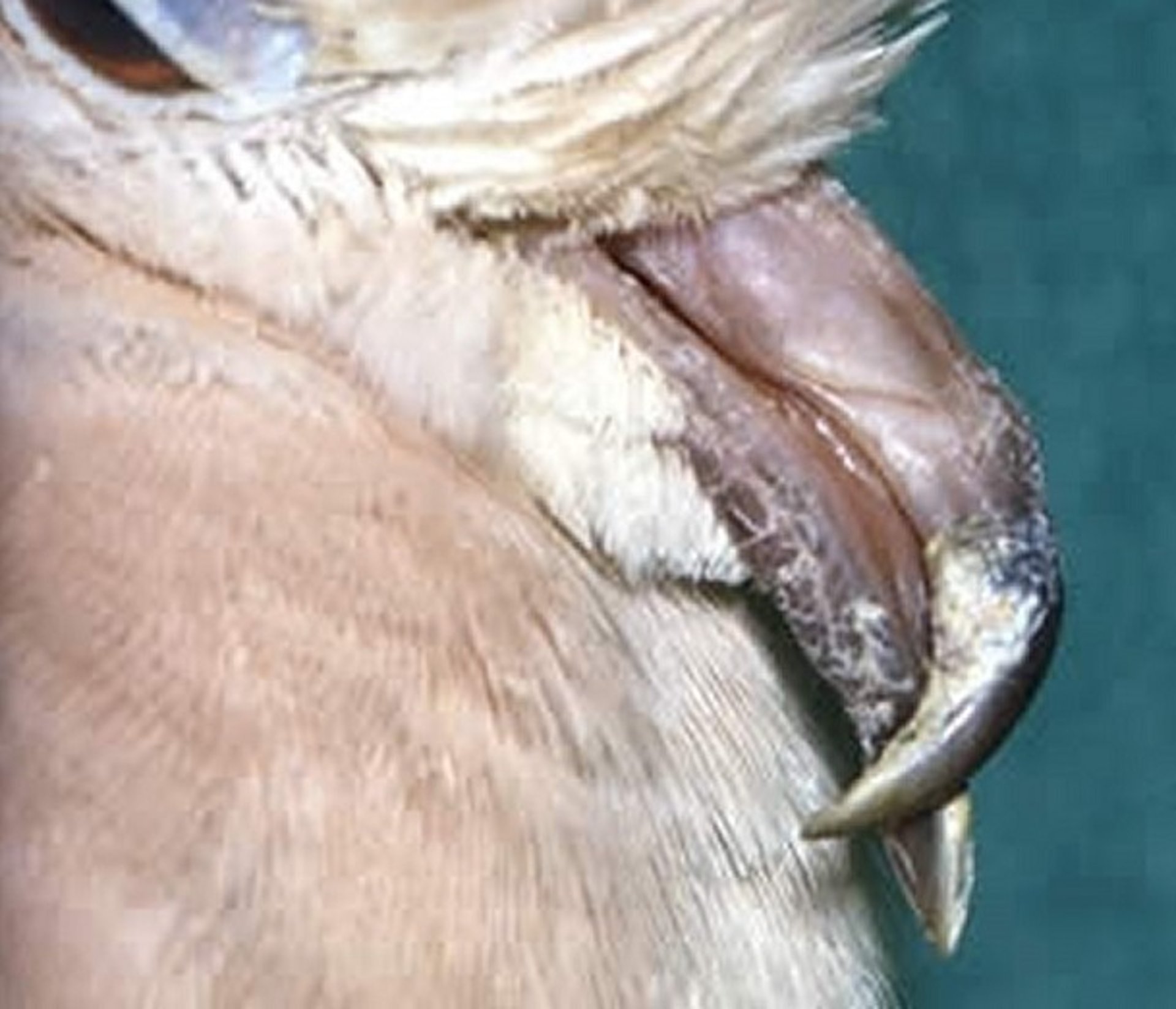 Vitamin D deficiency, malformed beak, dove