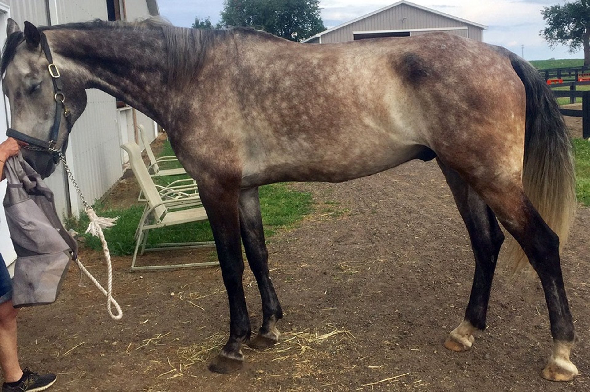 Vitamin E–responsive myopathy, horse