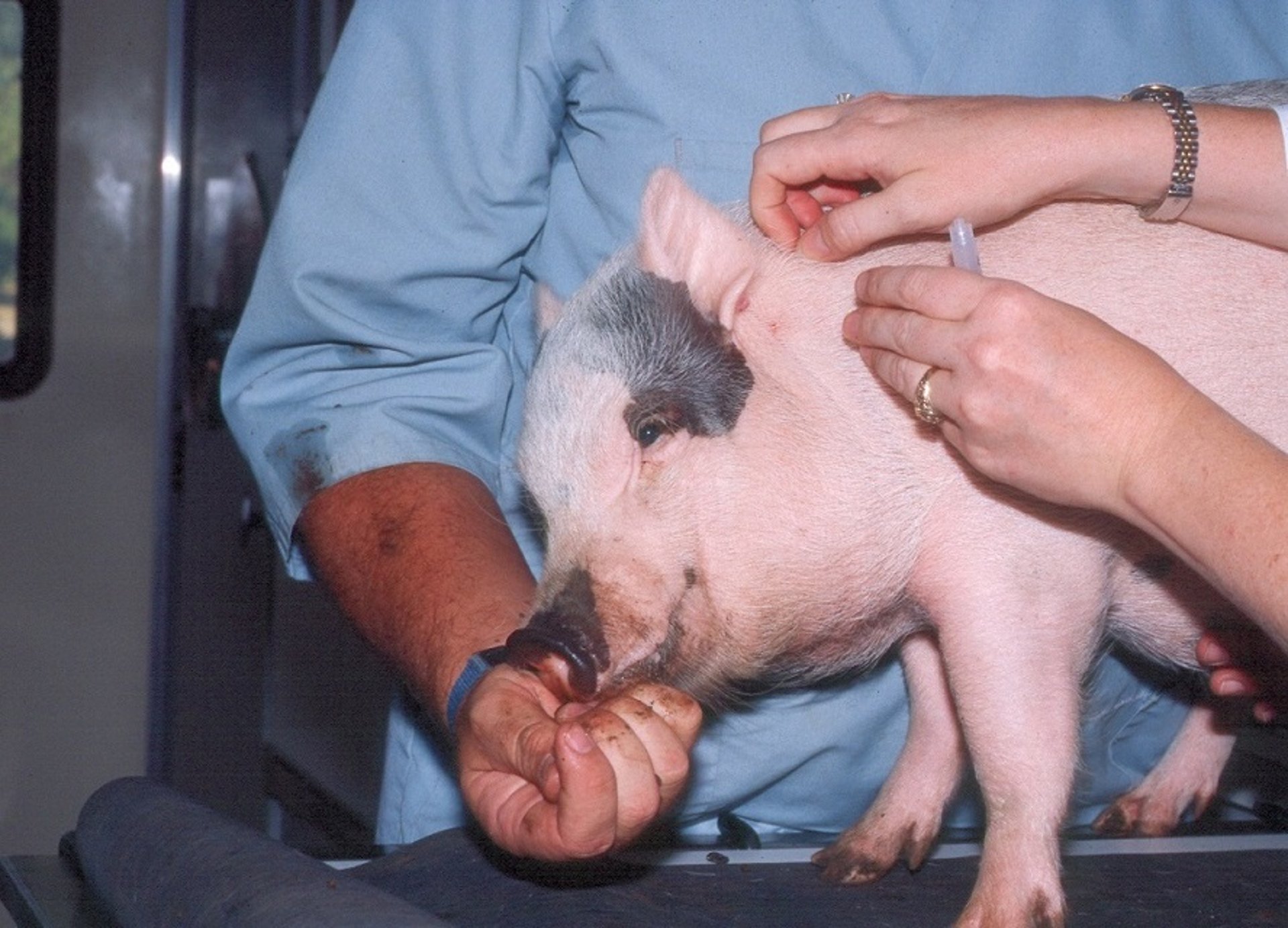 Vacunación de un cerdo miniatura