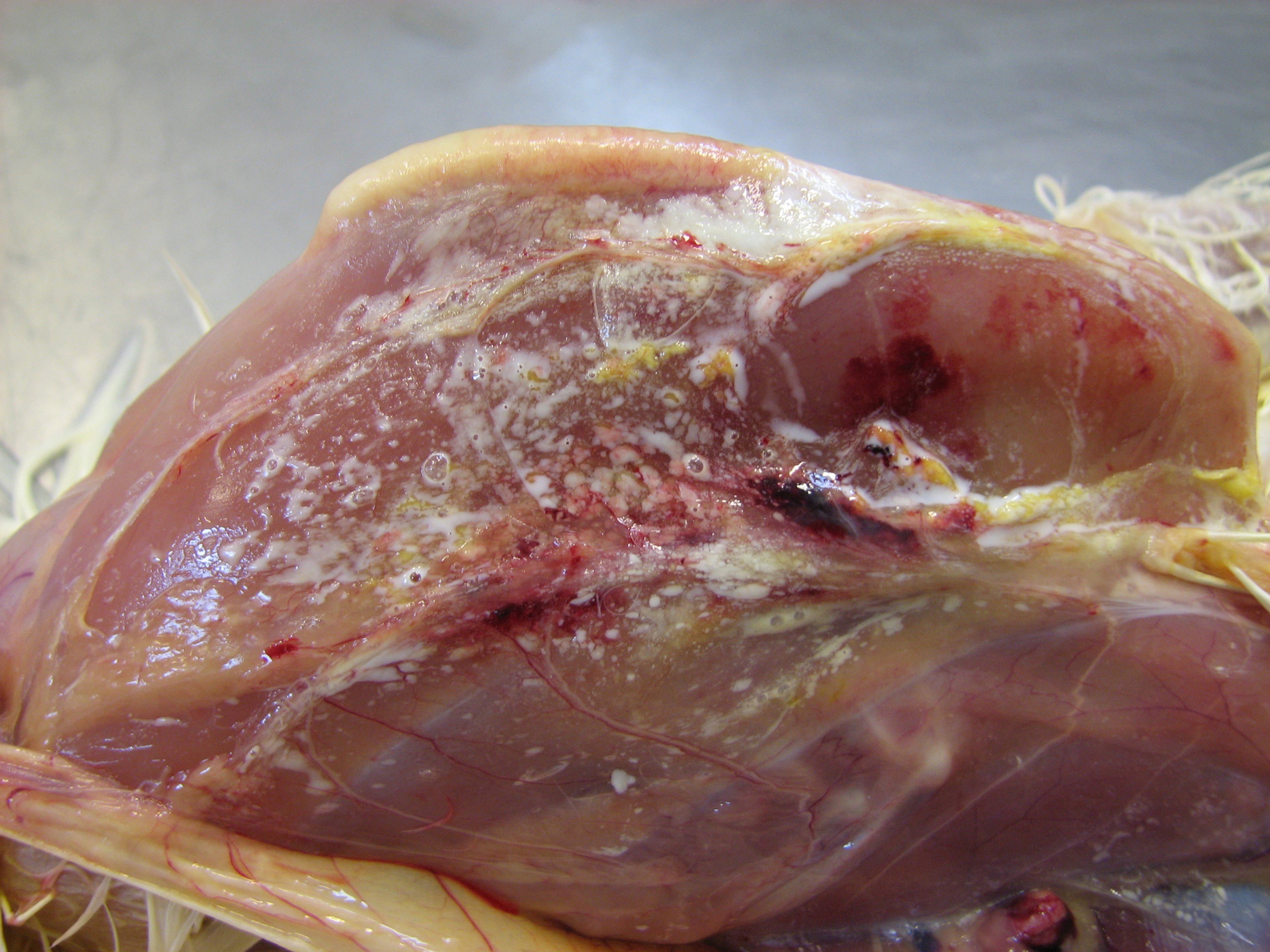 Lesión en el lugar de la inyección de la vacunación, pollo