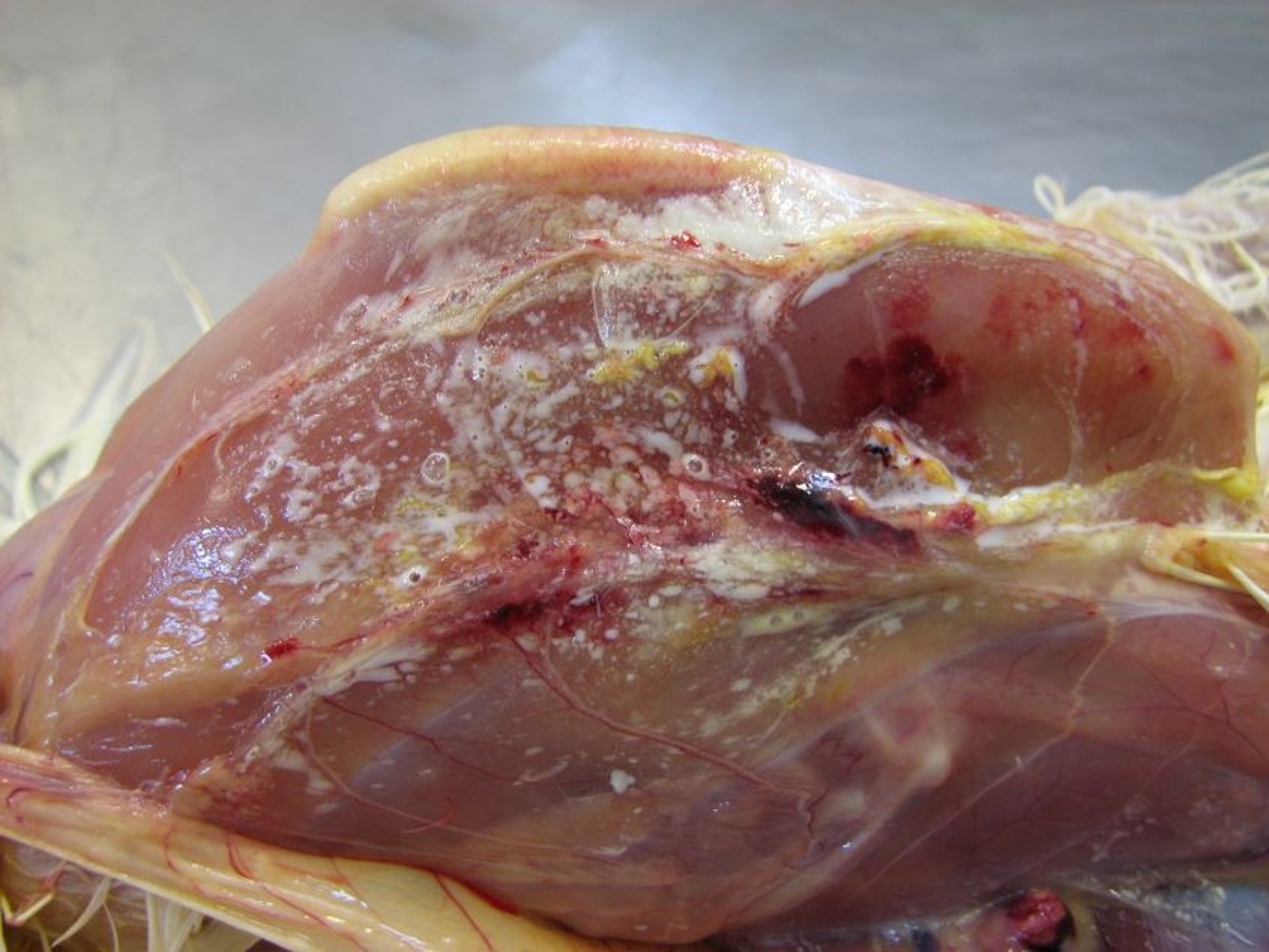 Lesión en el lugar de la inyección de la vacunación, pollo