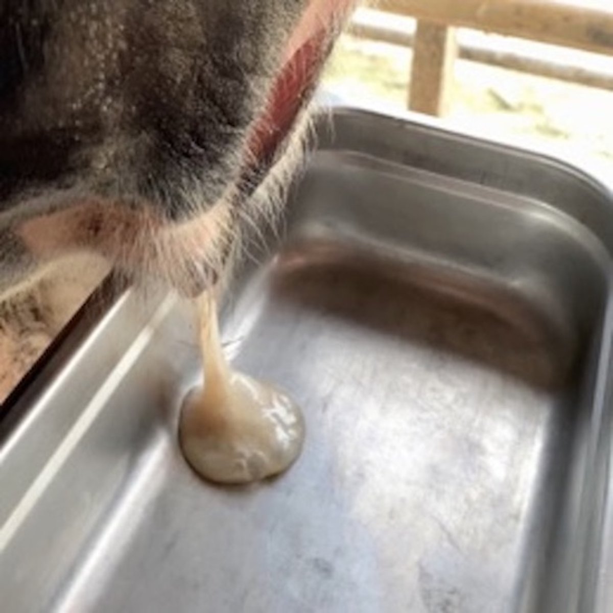 Sistema de pontuação da secreção vaginal, vacas no pós-parto precoce: corrimento 2
