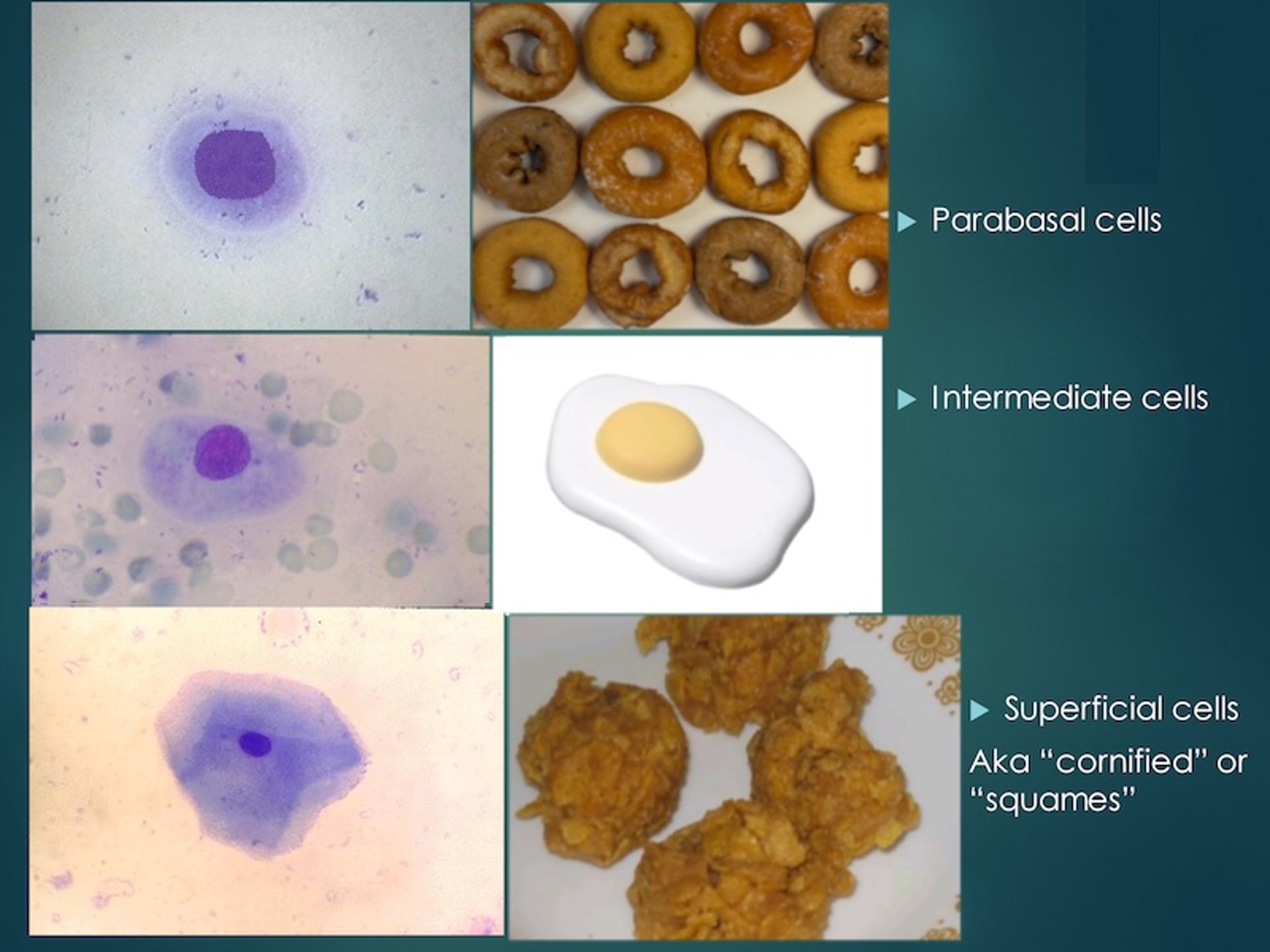 Vaginal epithelial cells, bitches