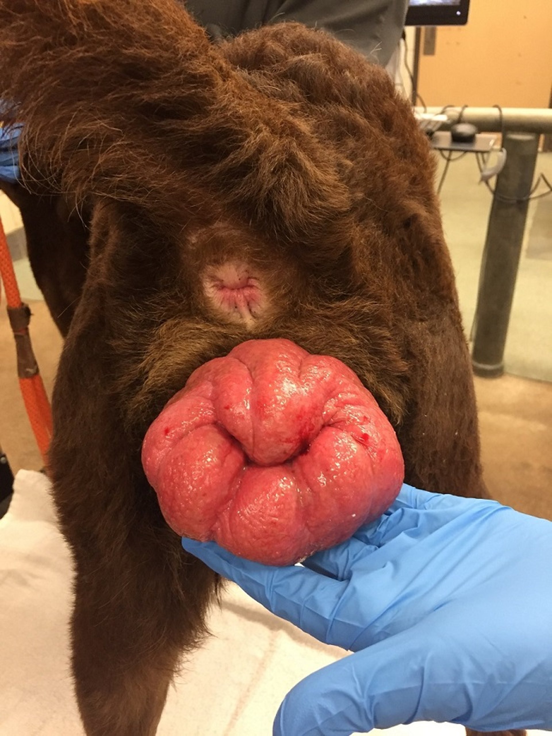 Prolapso vaginal, perra
