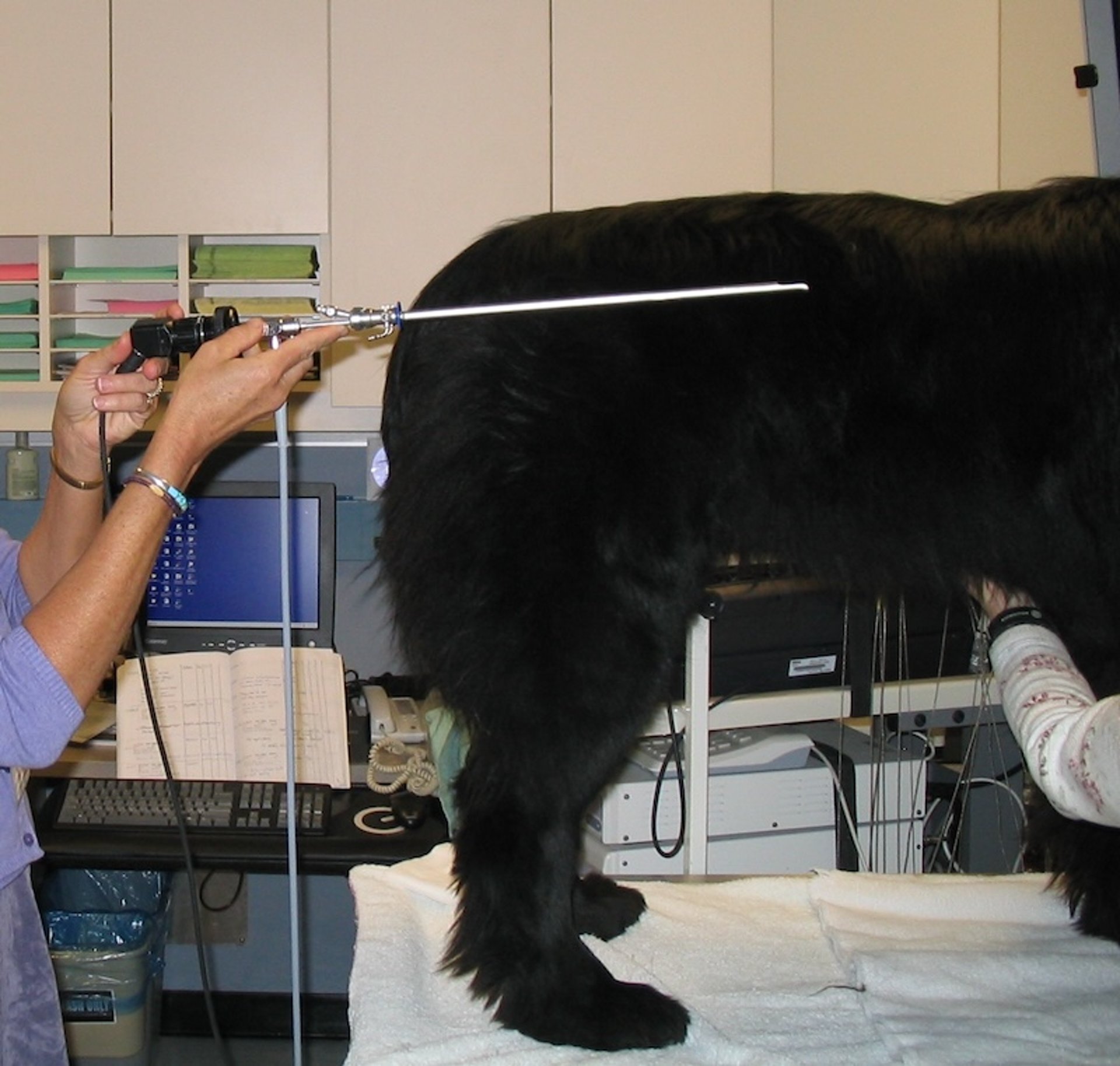 Vaginoscope positioning, dog