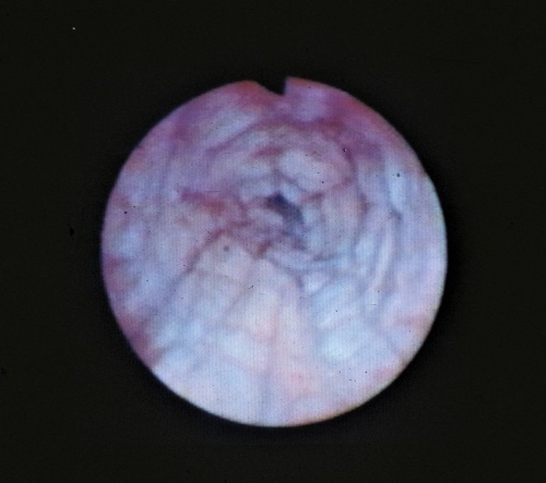 Vaginoscopia durante el estro, perro