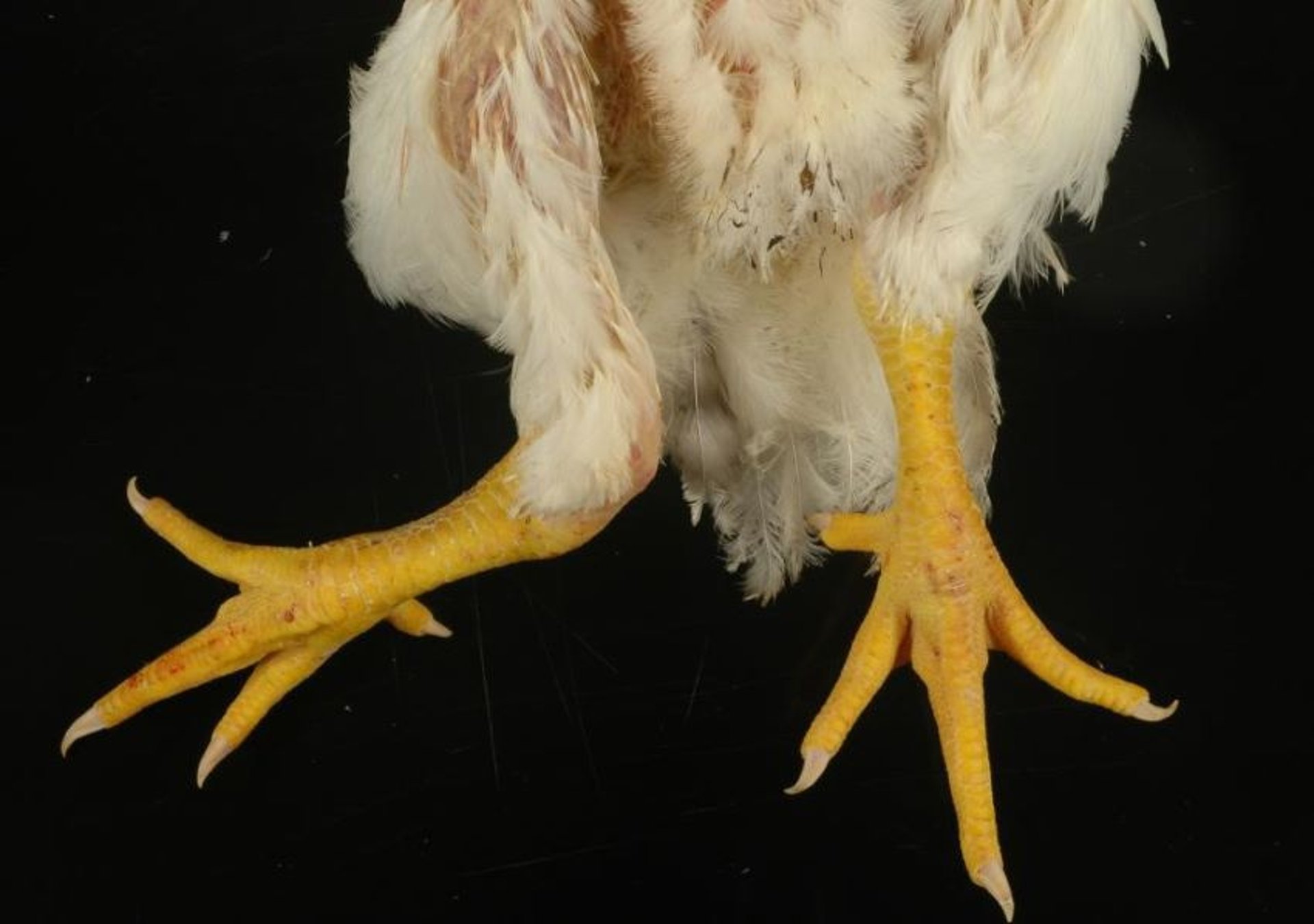 Deformación en valgo, pollo