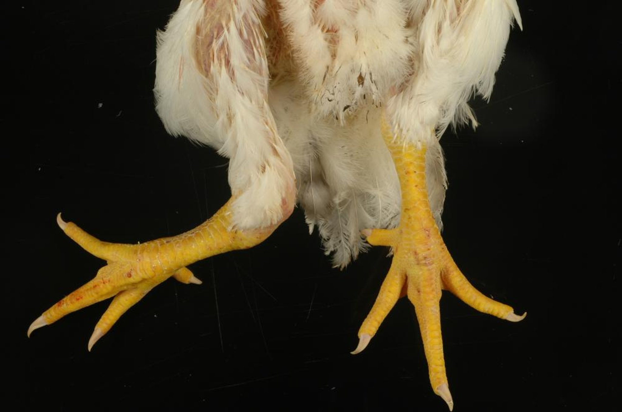 Deformación en valgo, pollo