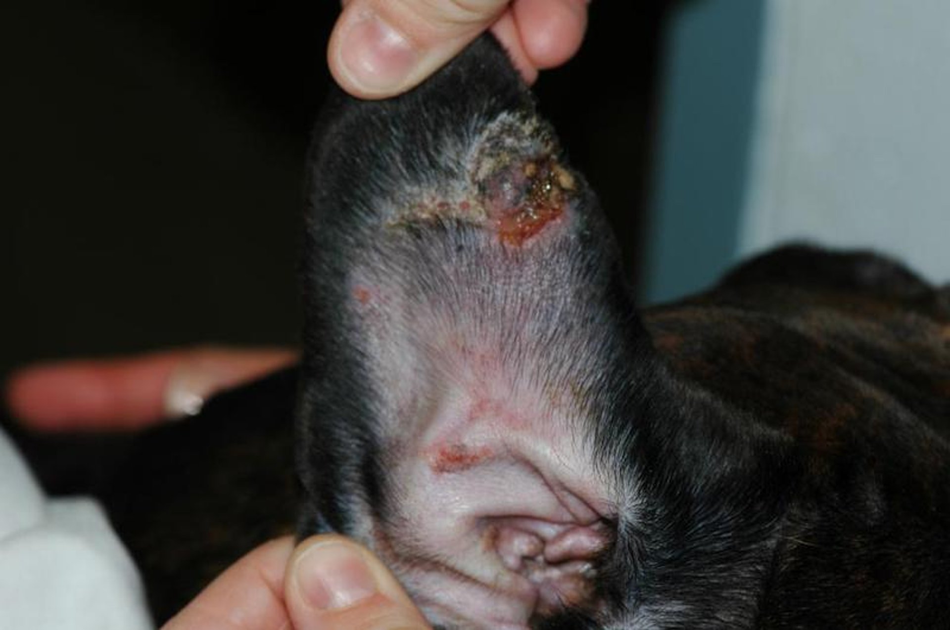 Vasculitis, lesión auricular
