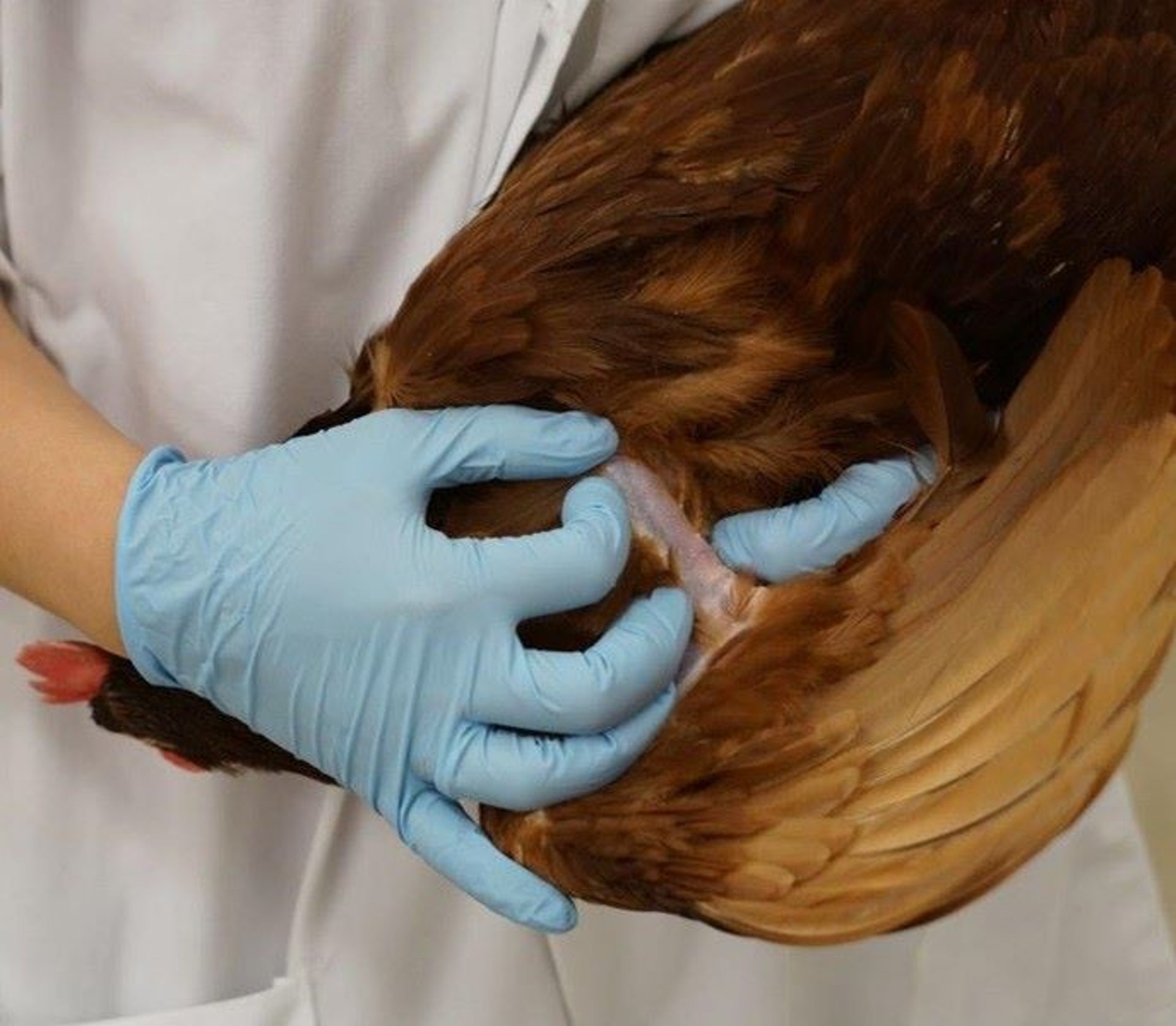 Venopunção, veia braquial, frango