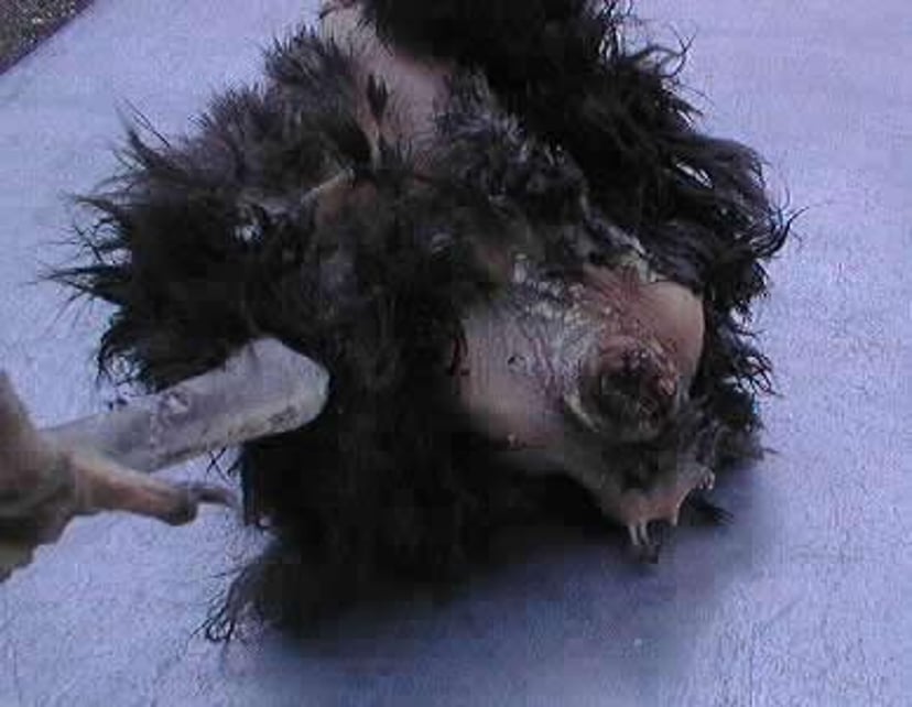 Prolapso de la cloaca, gallina