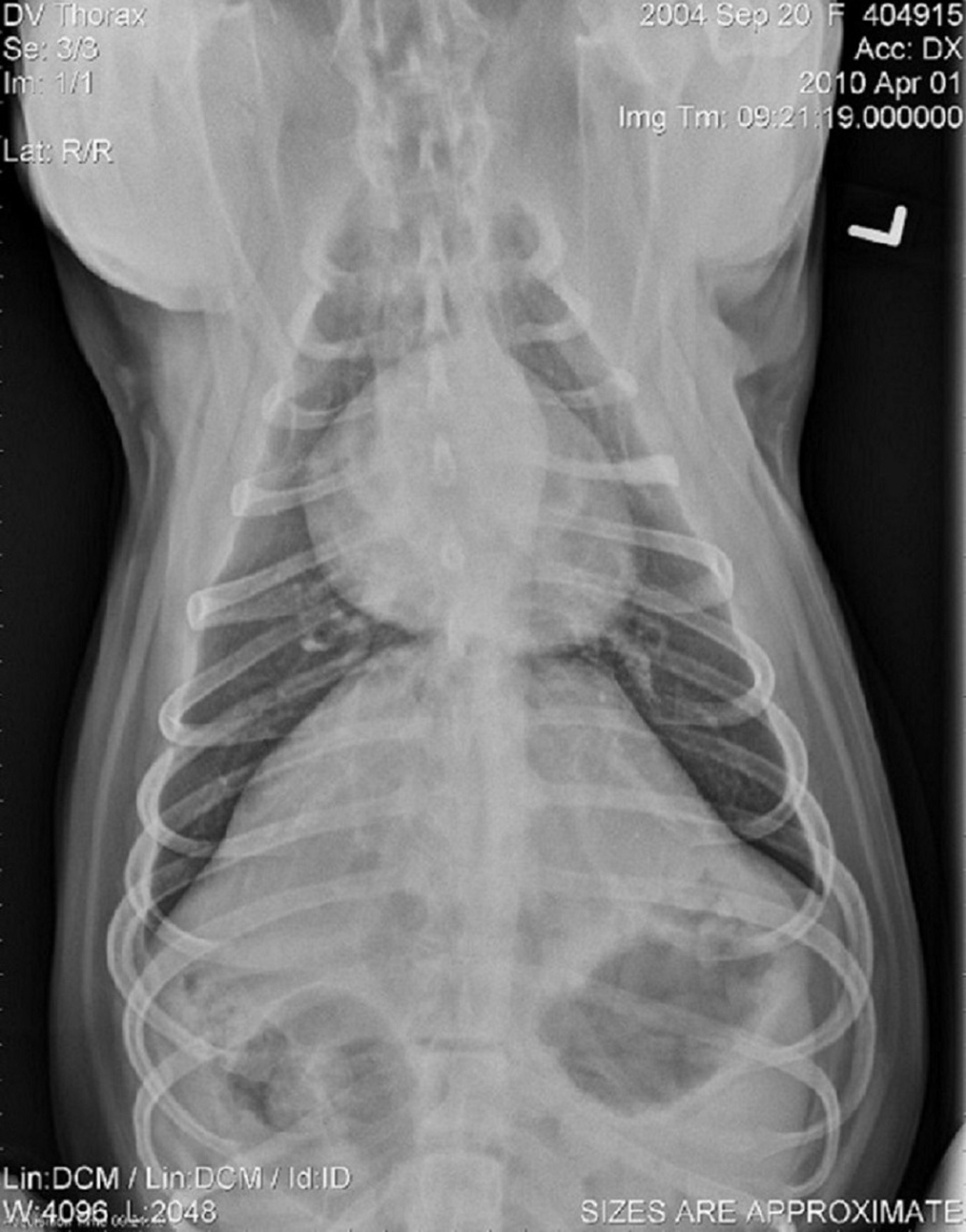 Radiografía ventrodorsal, perro normal con tórax profundo