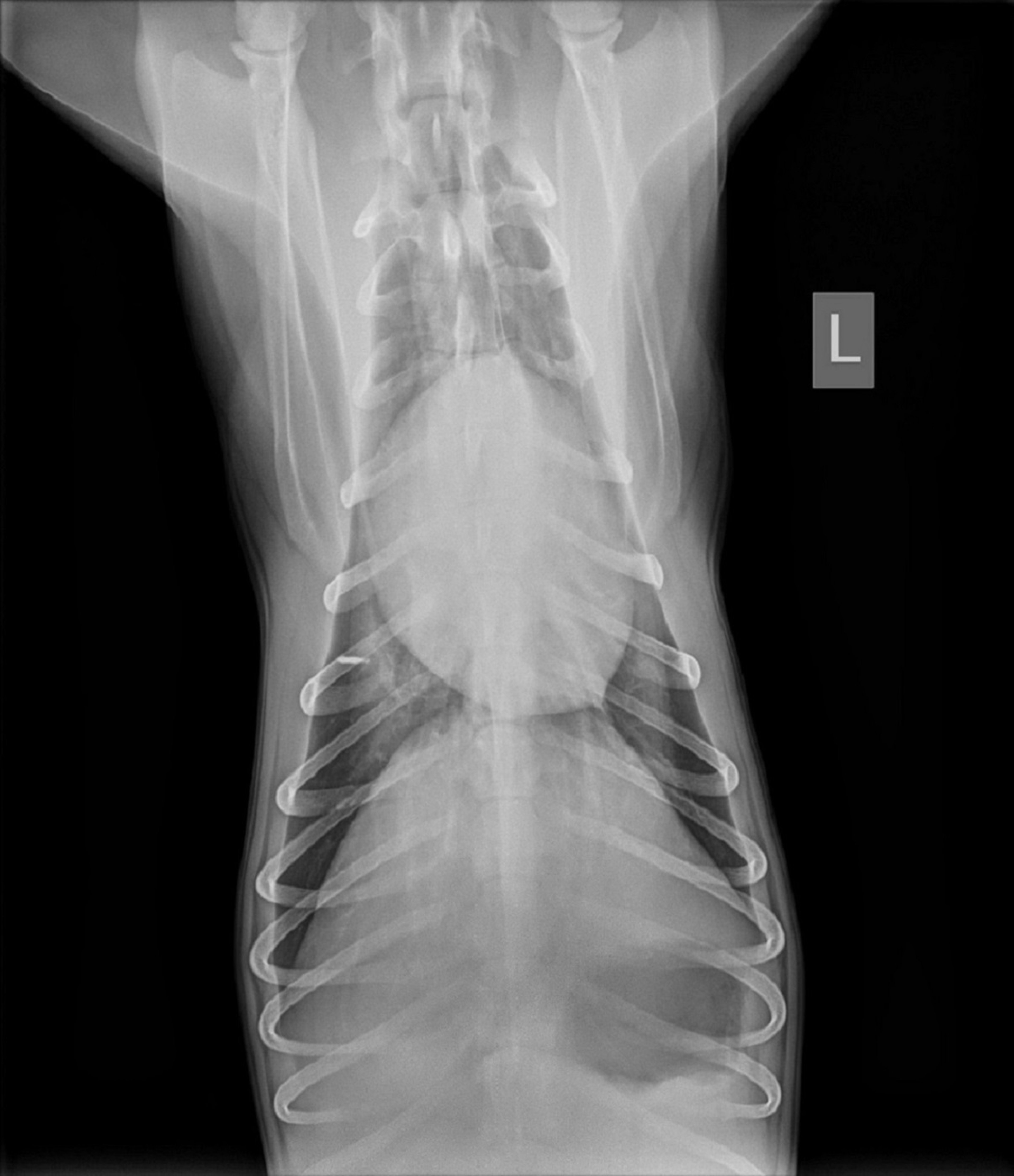 Radiografía ventrodorsal, perro normal con tórax estrecho