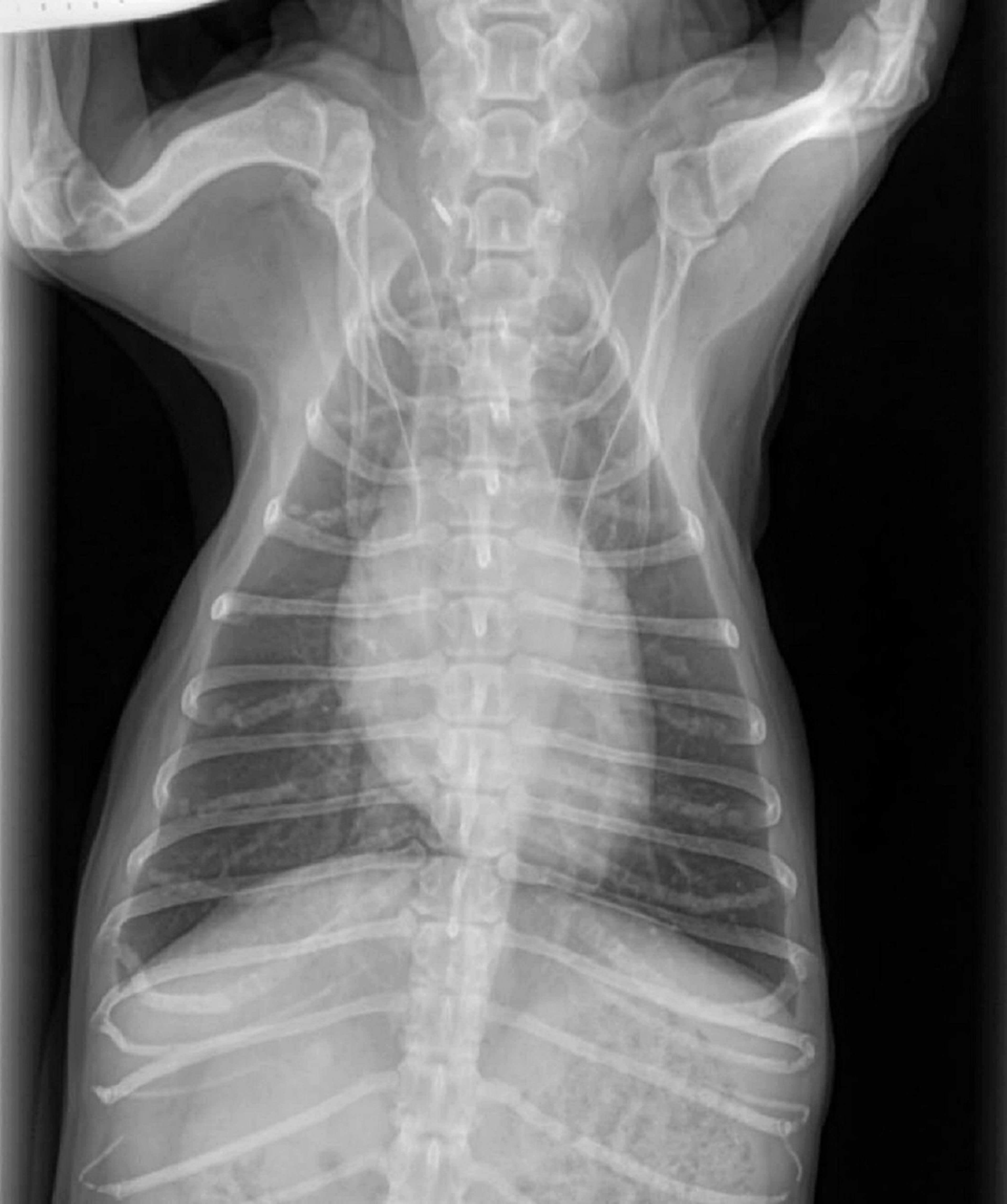 Radiografía ventrodorsal, perro normal con tórax plano