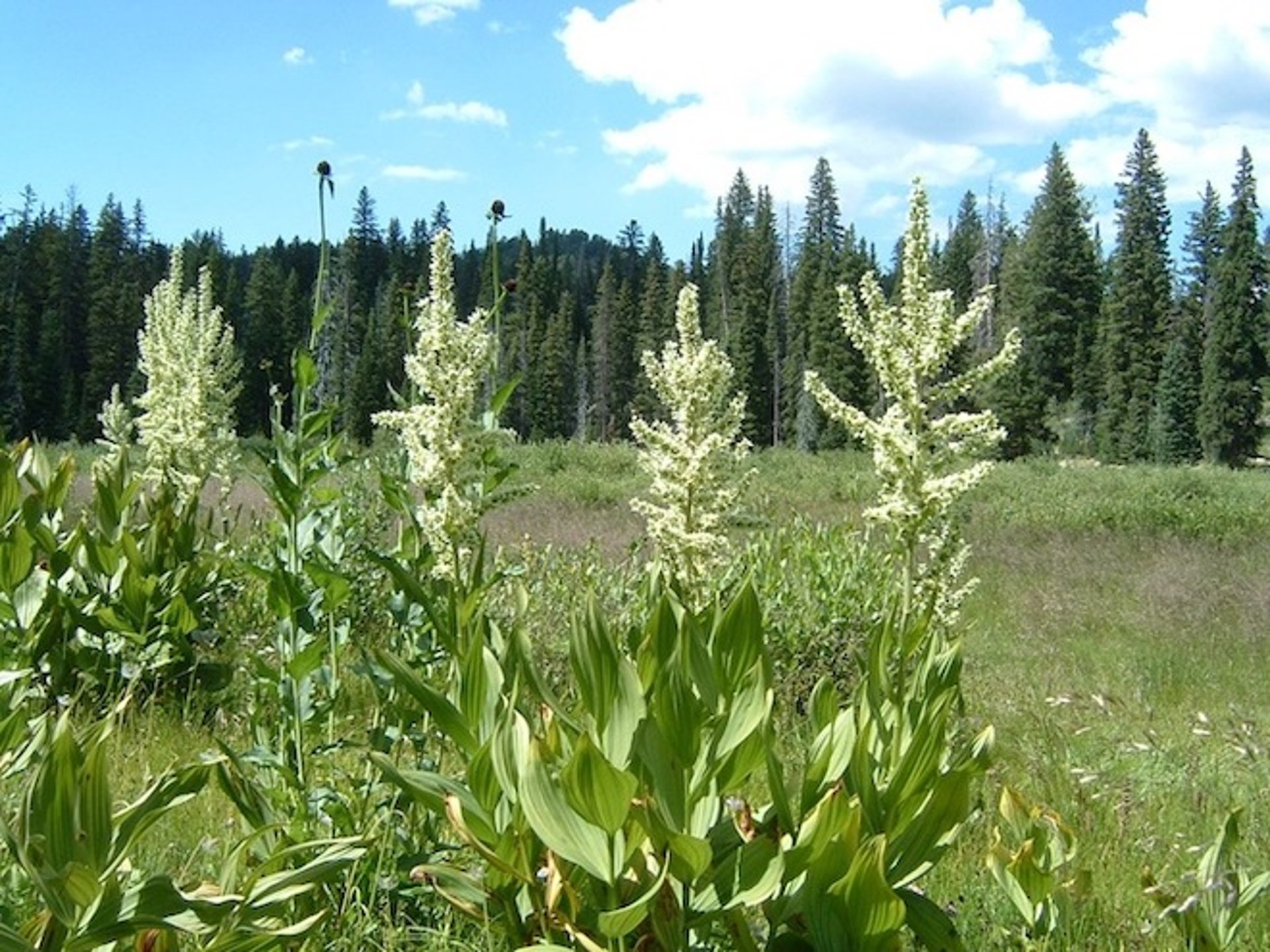 <i >Veratrum californicum</i> (falso eléboro)