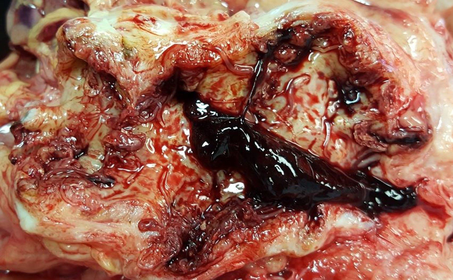 Endarteritis verminosa, caballo