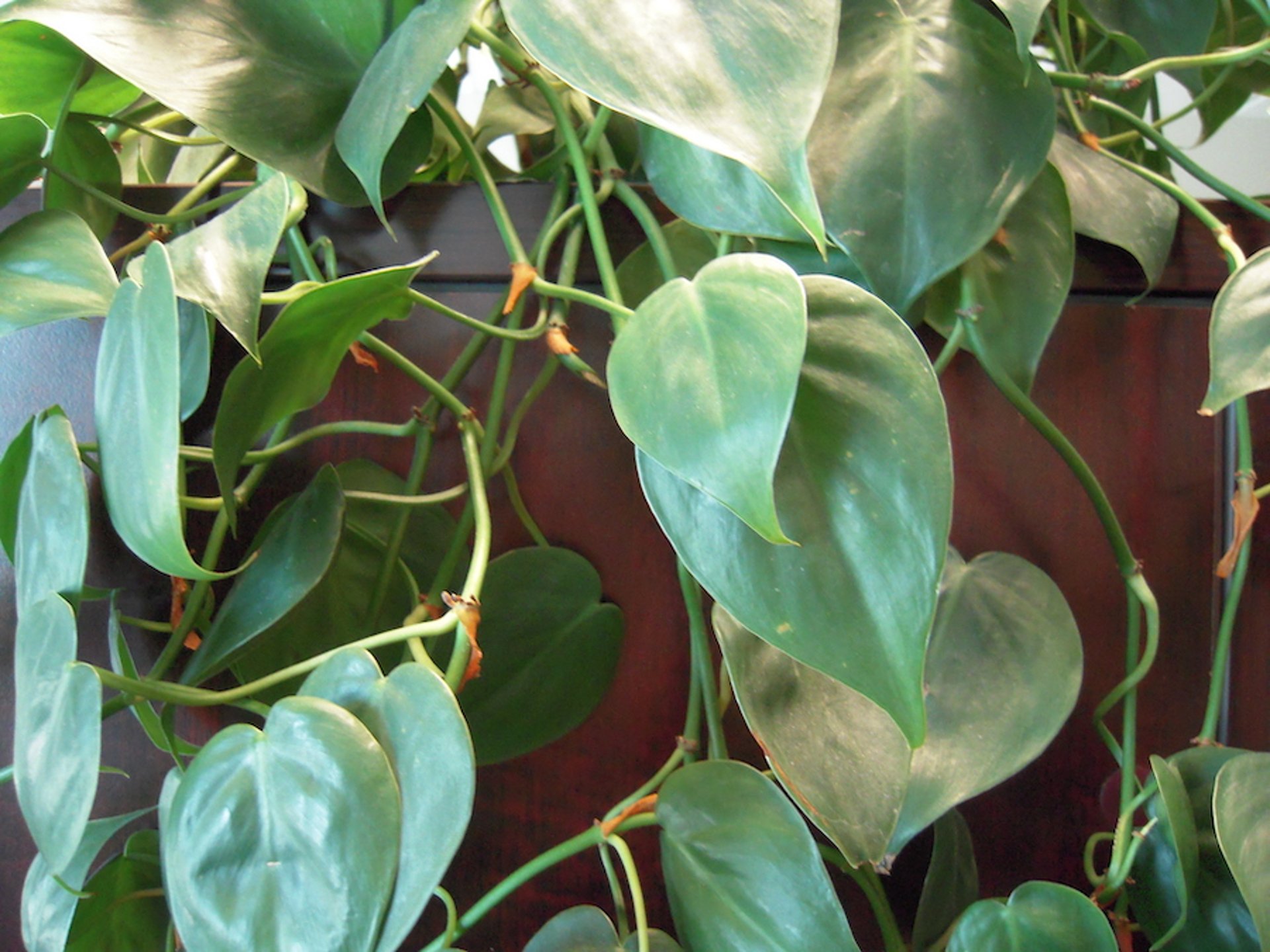 Philodendron vine (<i >Philodendron</i> spp)