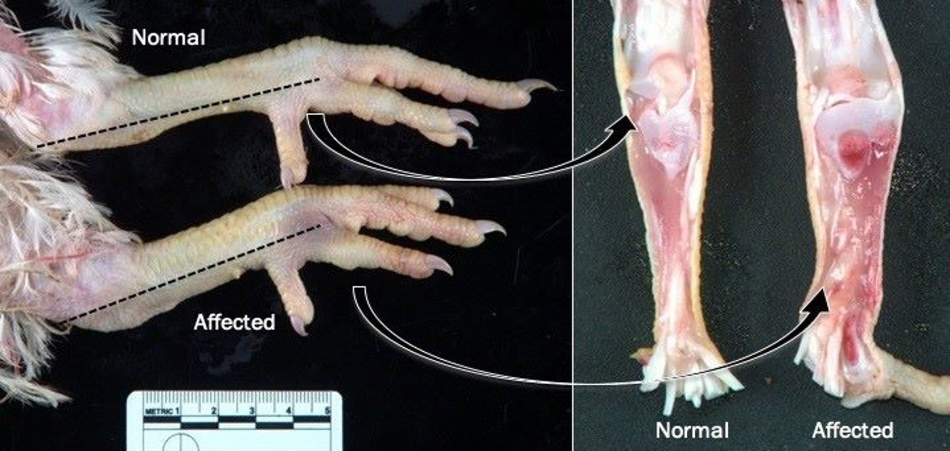 Viral arthritis, tendon lesions, broilers