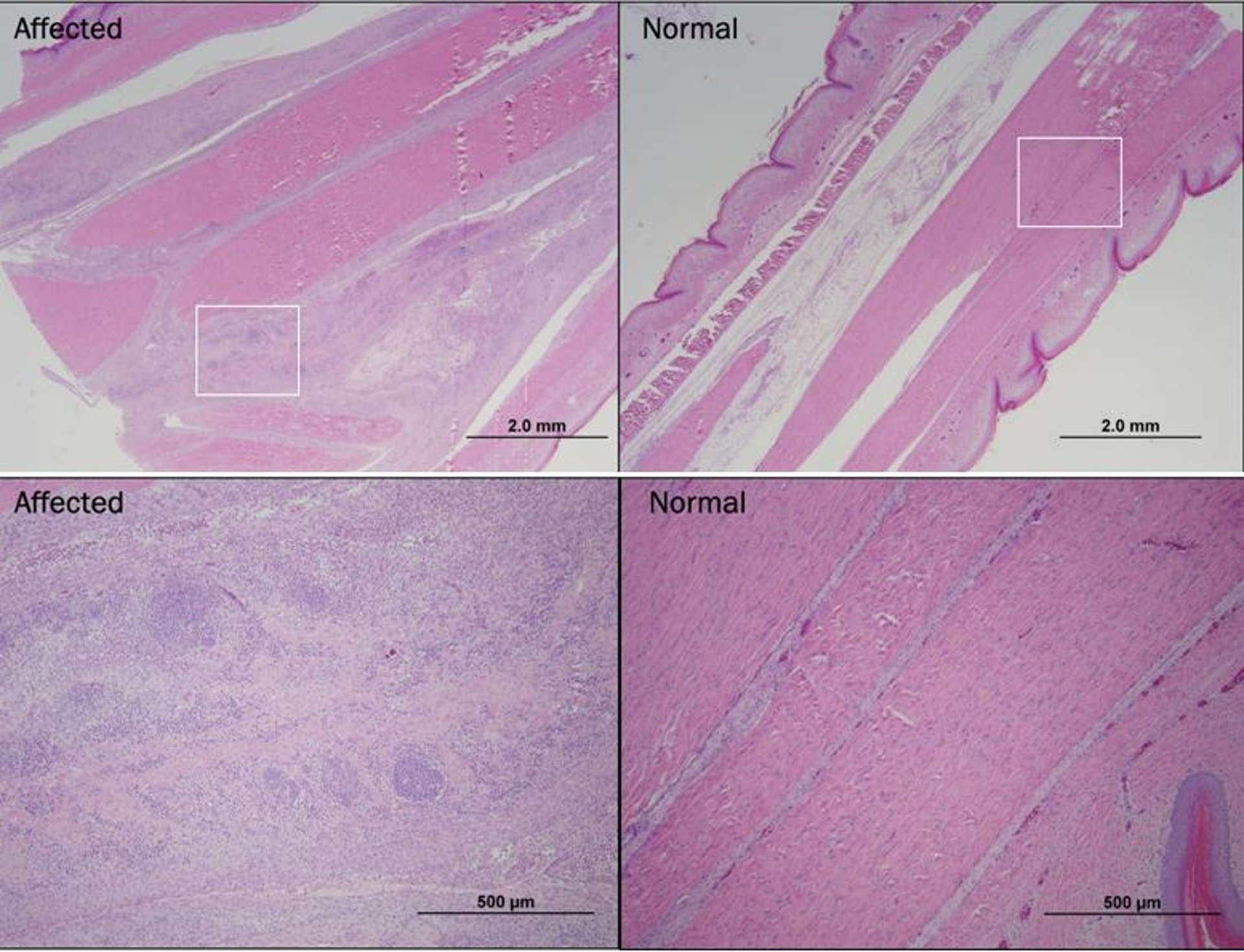 Tendones normales y afectados en ave con artritis viral