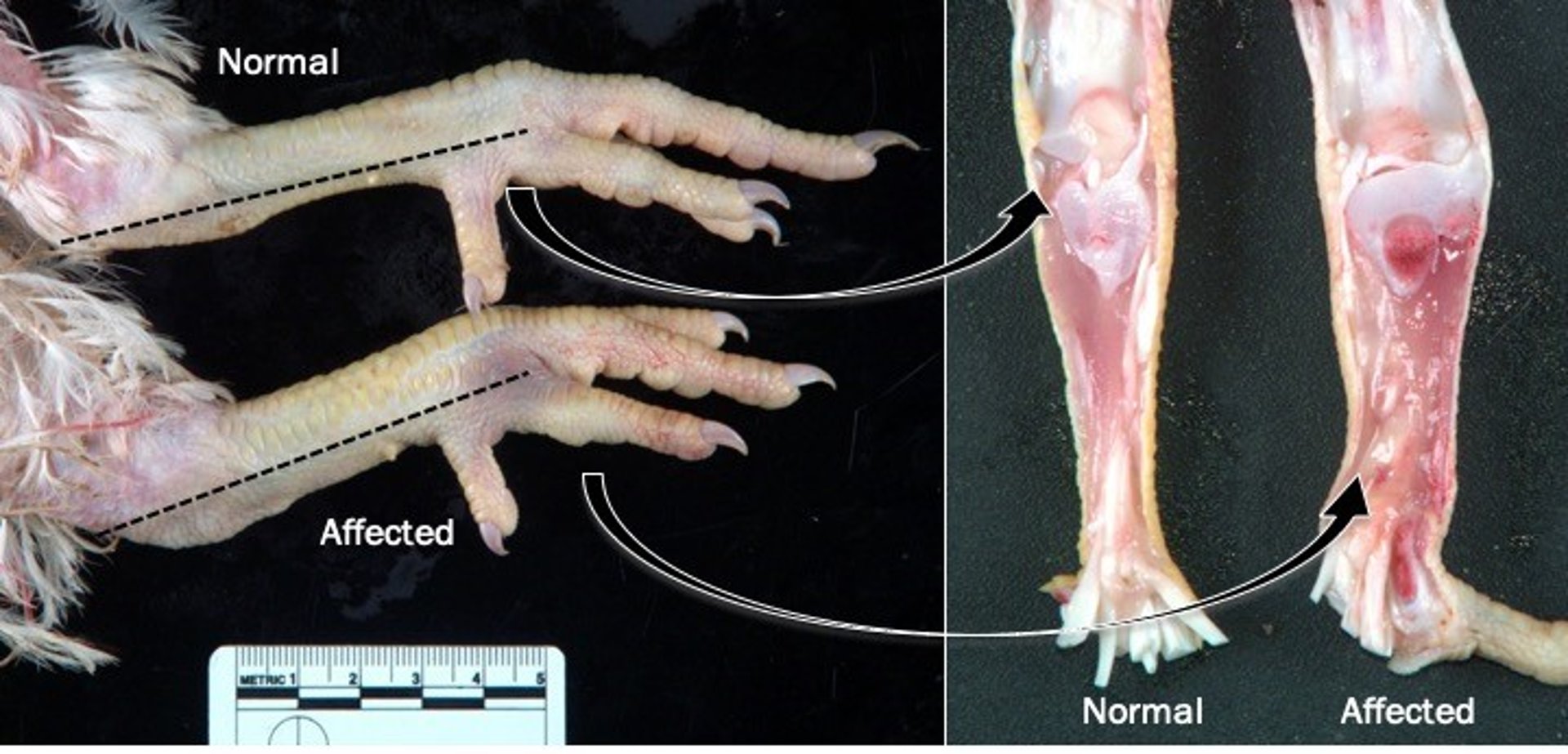Tendones normales frente a tendones afectados en ave con artritis viral
