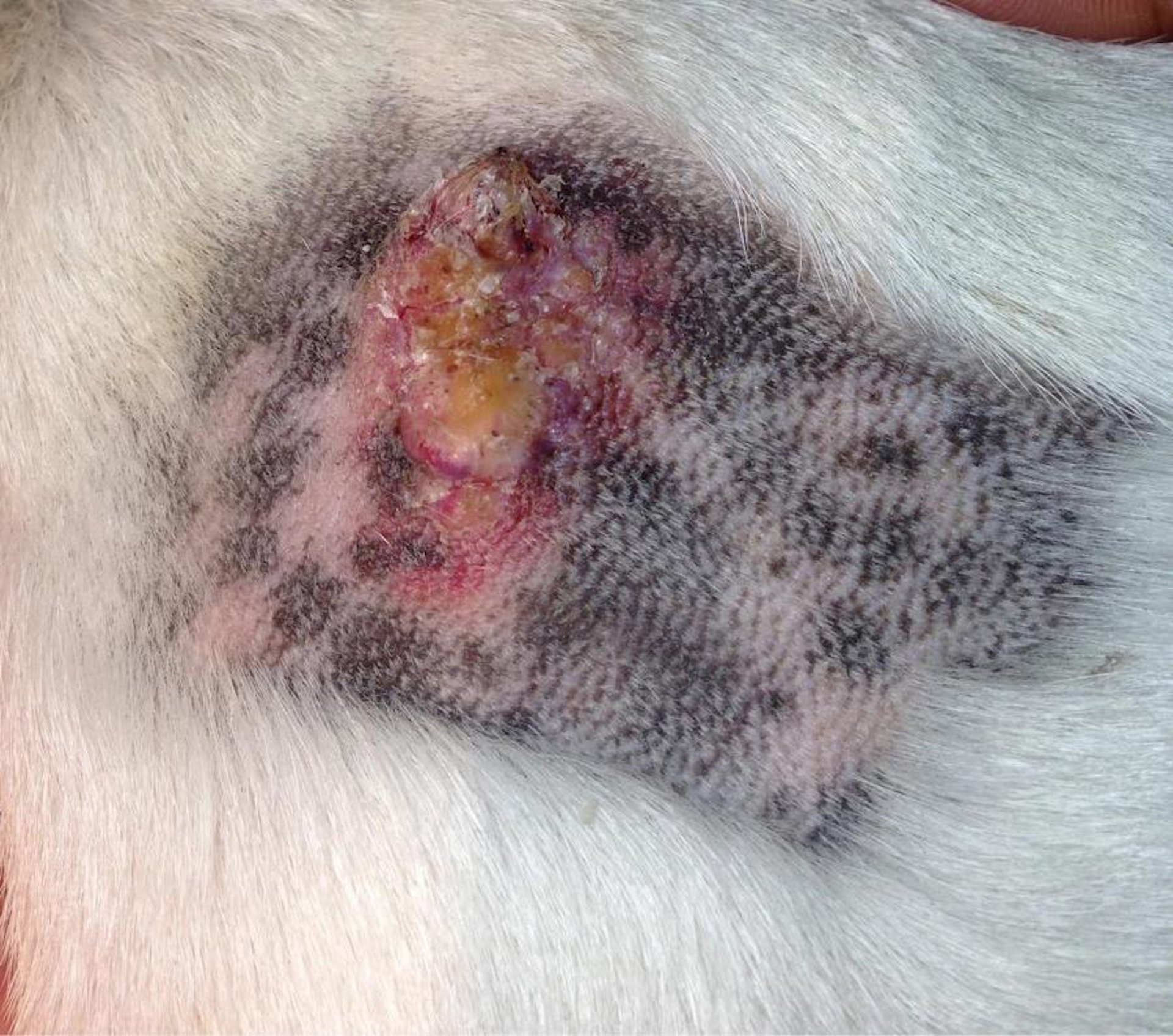 Papiloma escamoso induzido por vírus, ombro, Bulldog de 12 anos