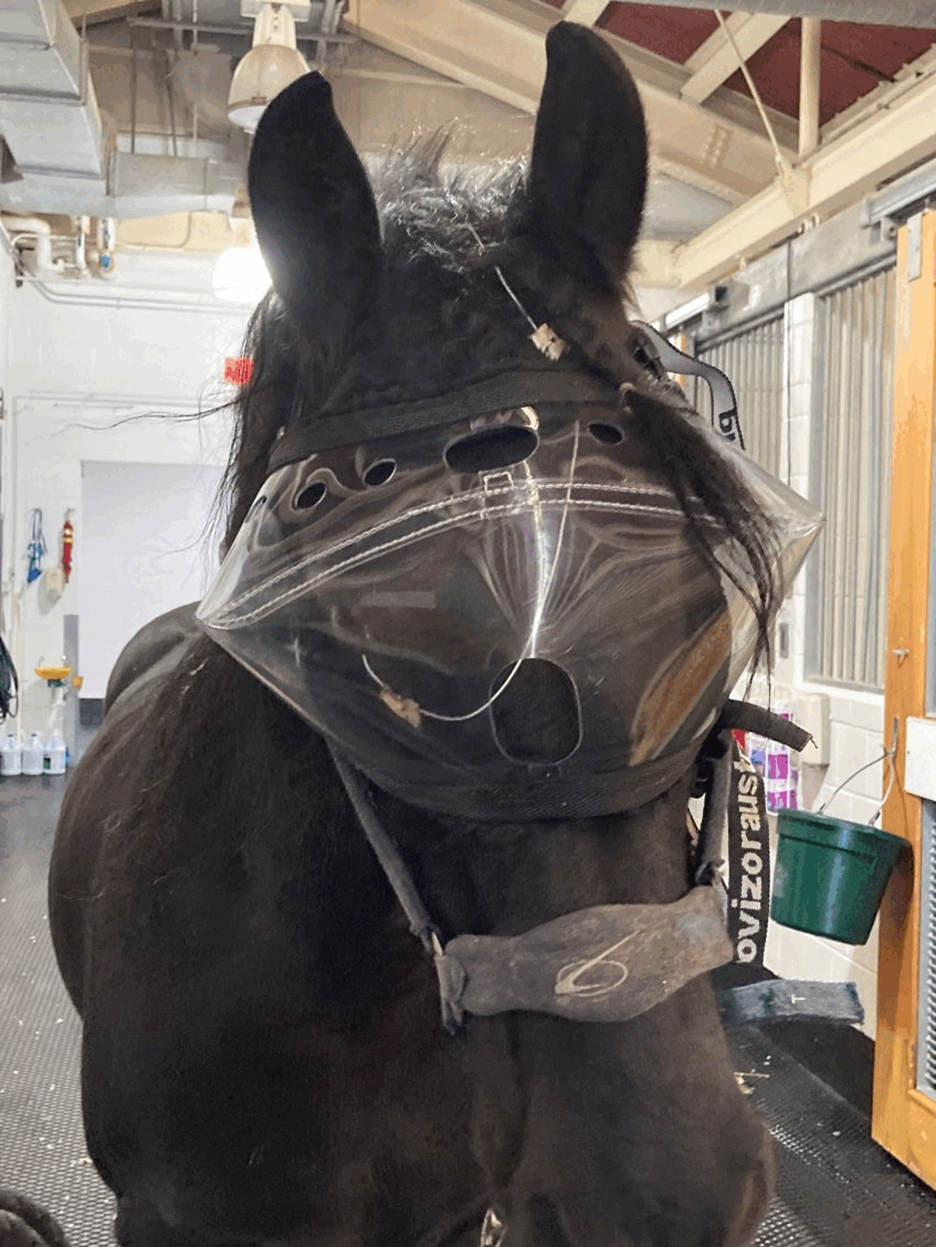 Visor, horse