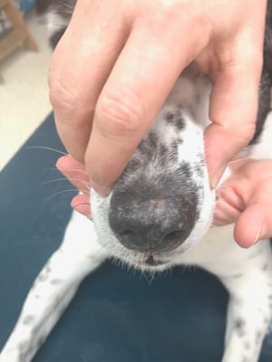 Vitiligo, perro