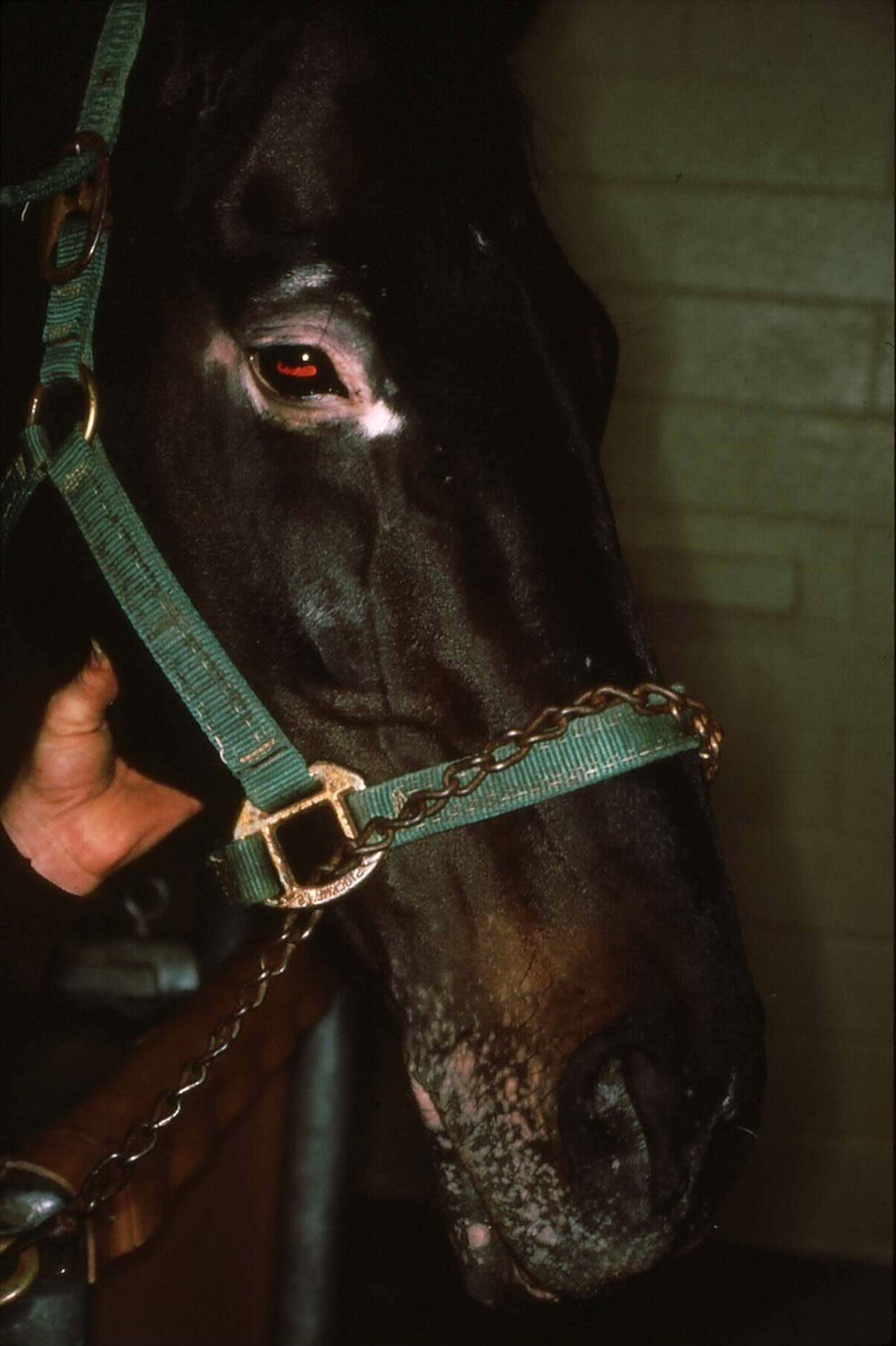Vitiligo, horse