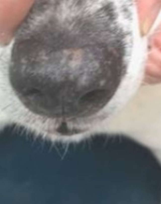 Vitiligo, planum, dog
