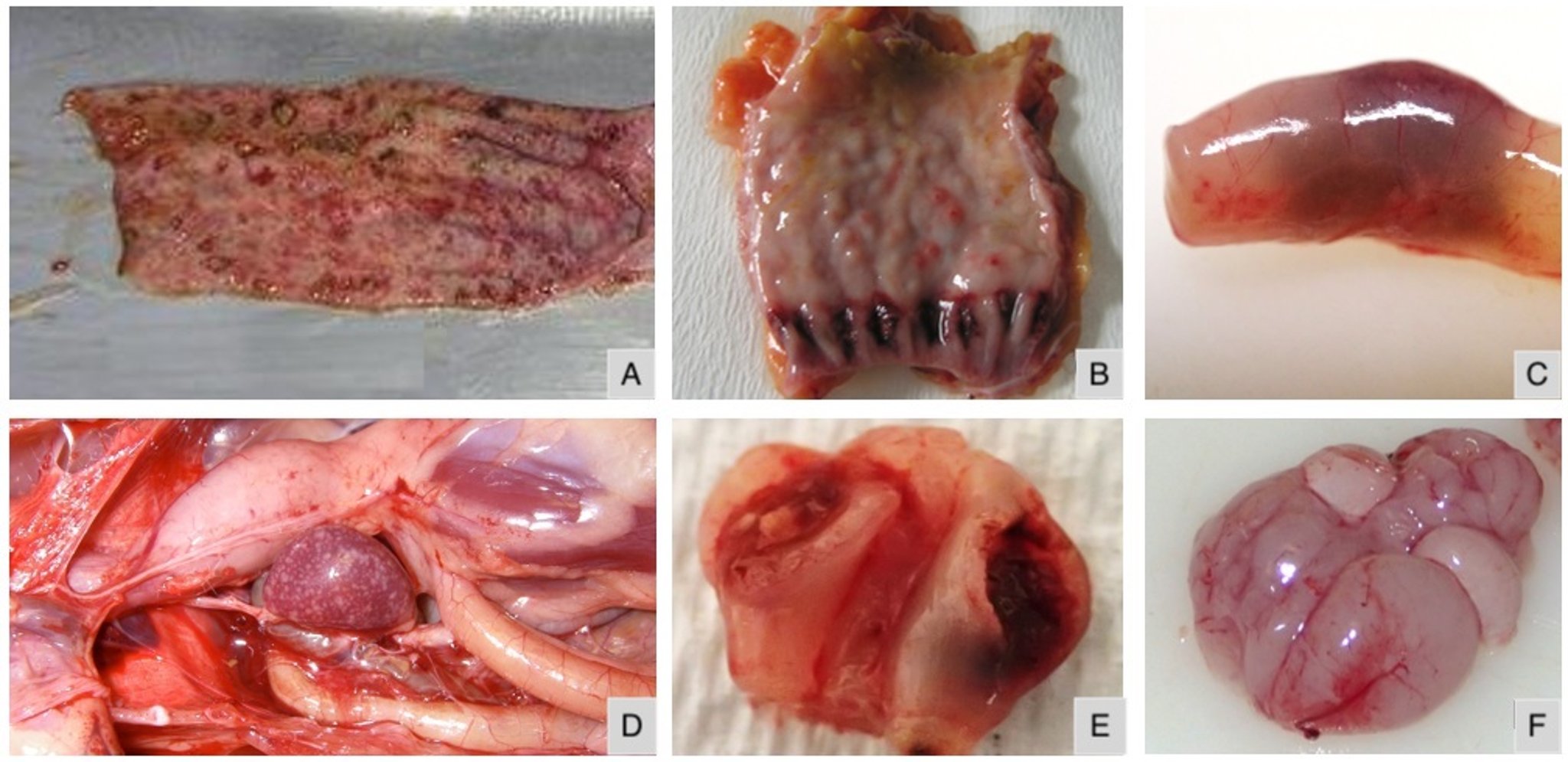 Virulent Newcastle disease virus infection, lesions, chickens