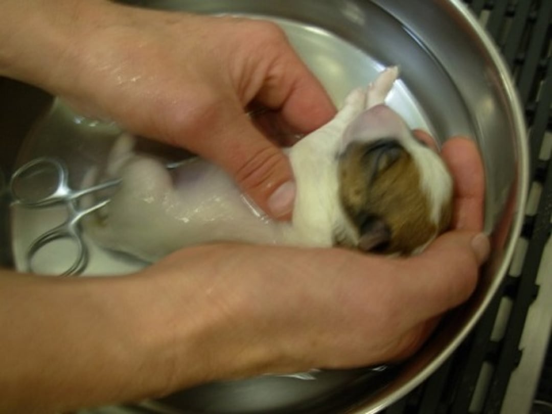 Warm water bath, neonate