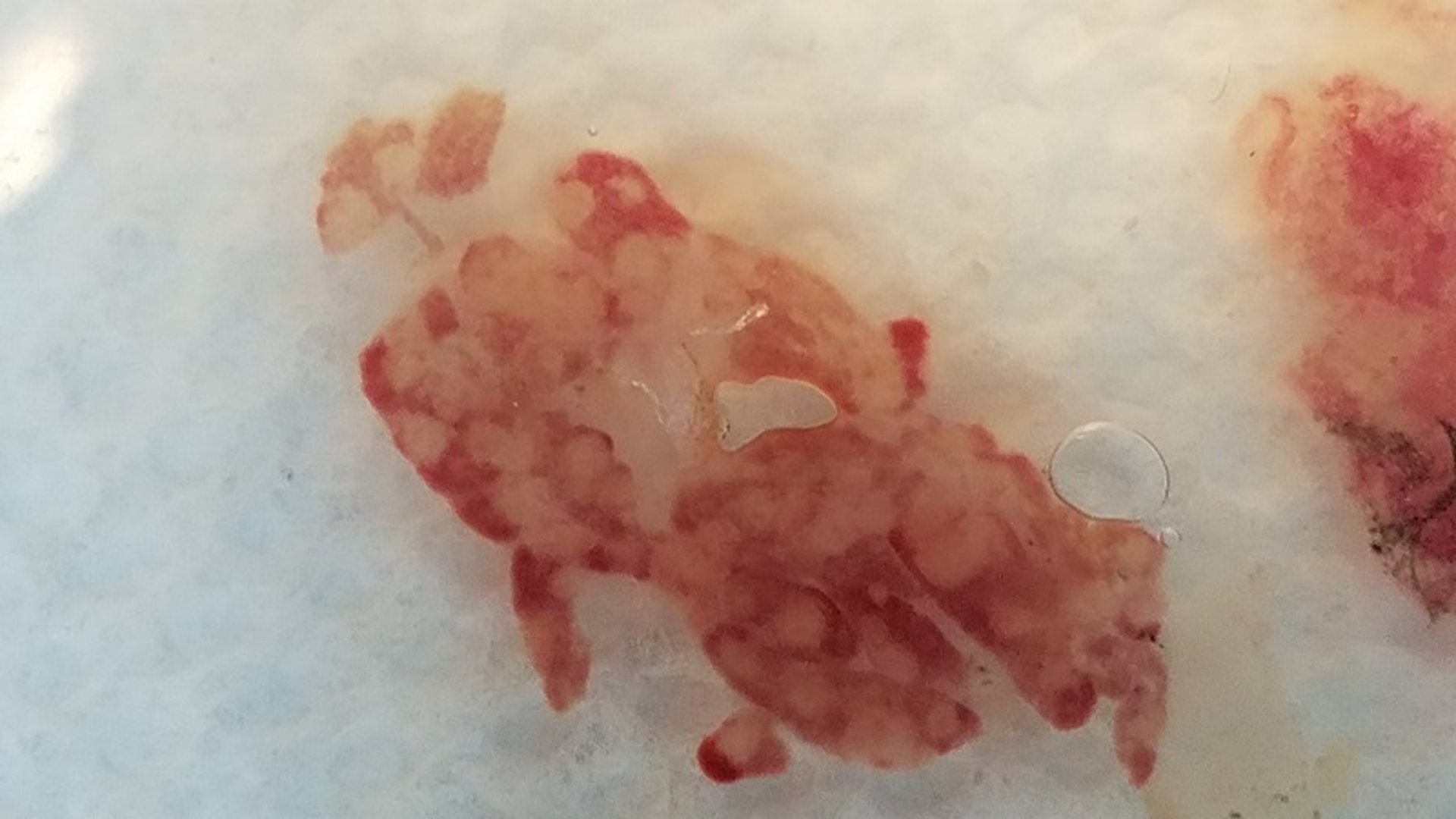 Wet mount of spleen, goldfish