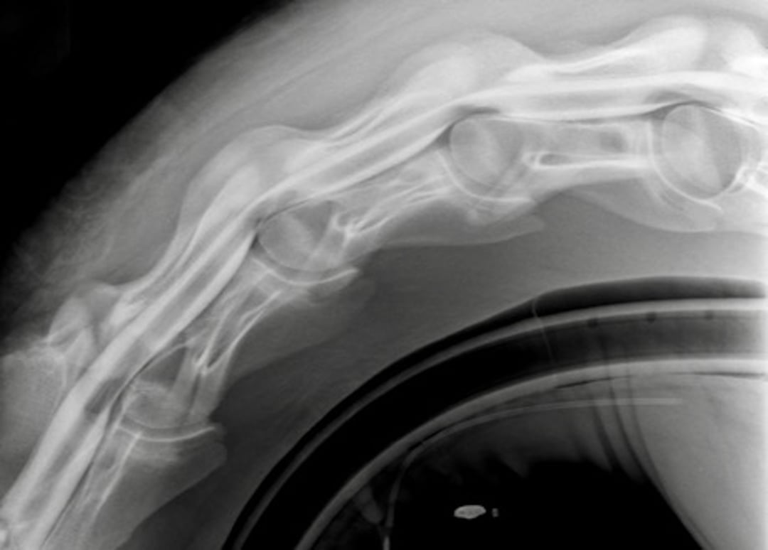 Wobbler syndrome, horse
