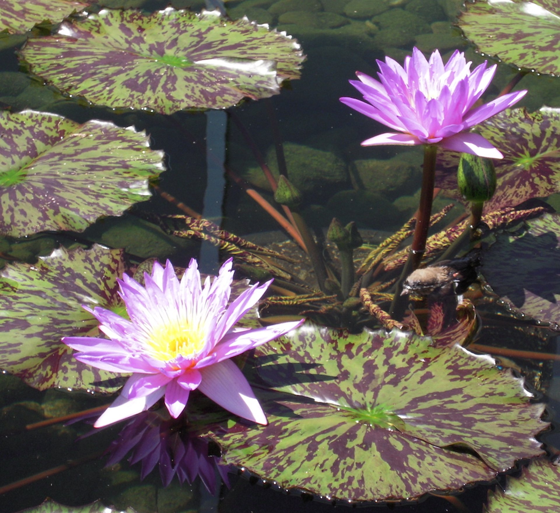 Water lilies (<i >Nymphaeaceae</i> spp)