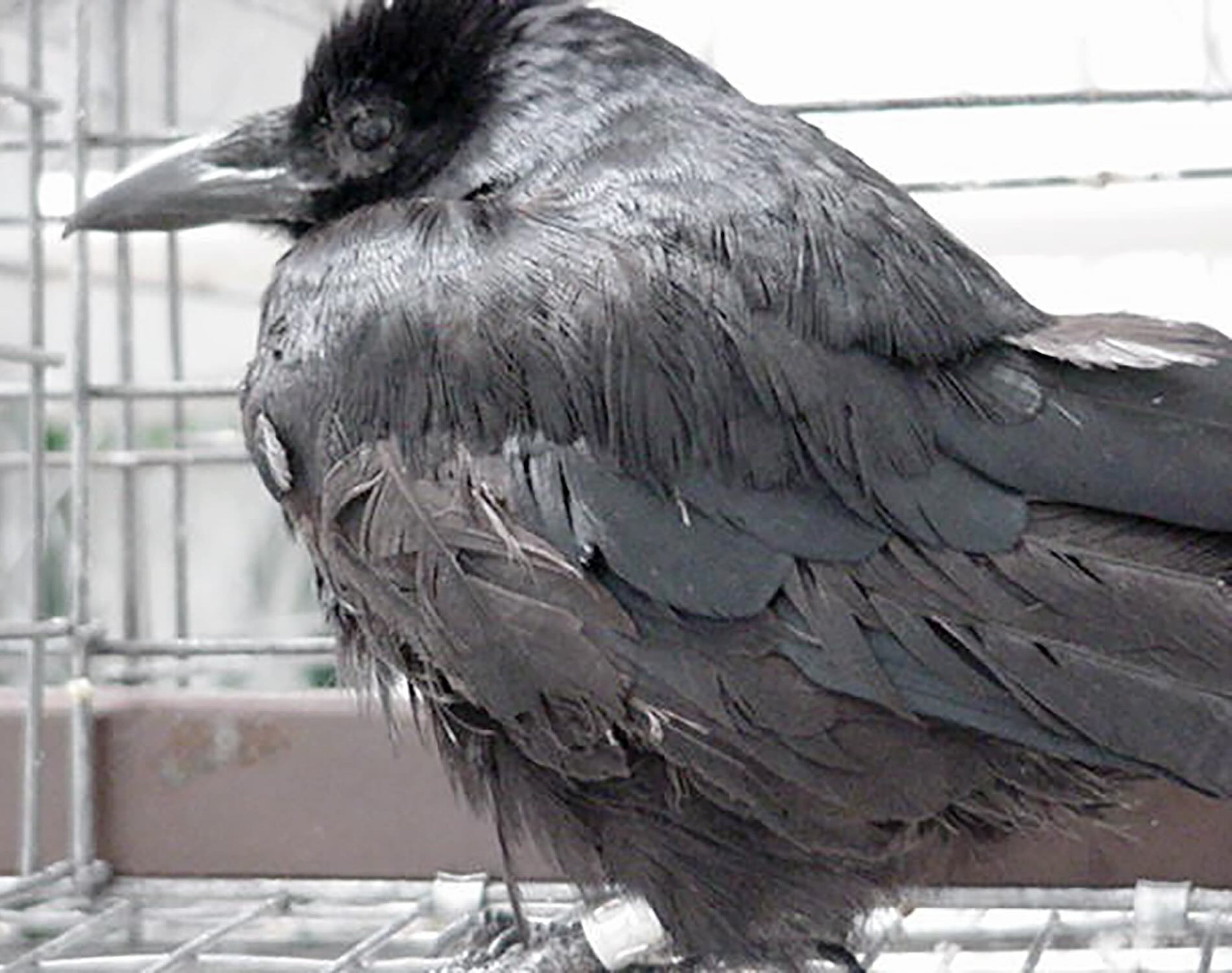 West Nile virus infection, crow