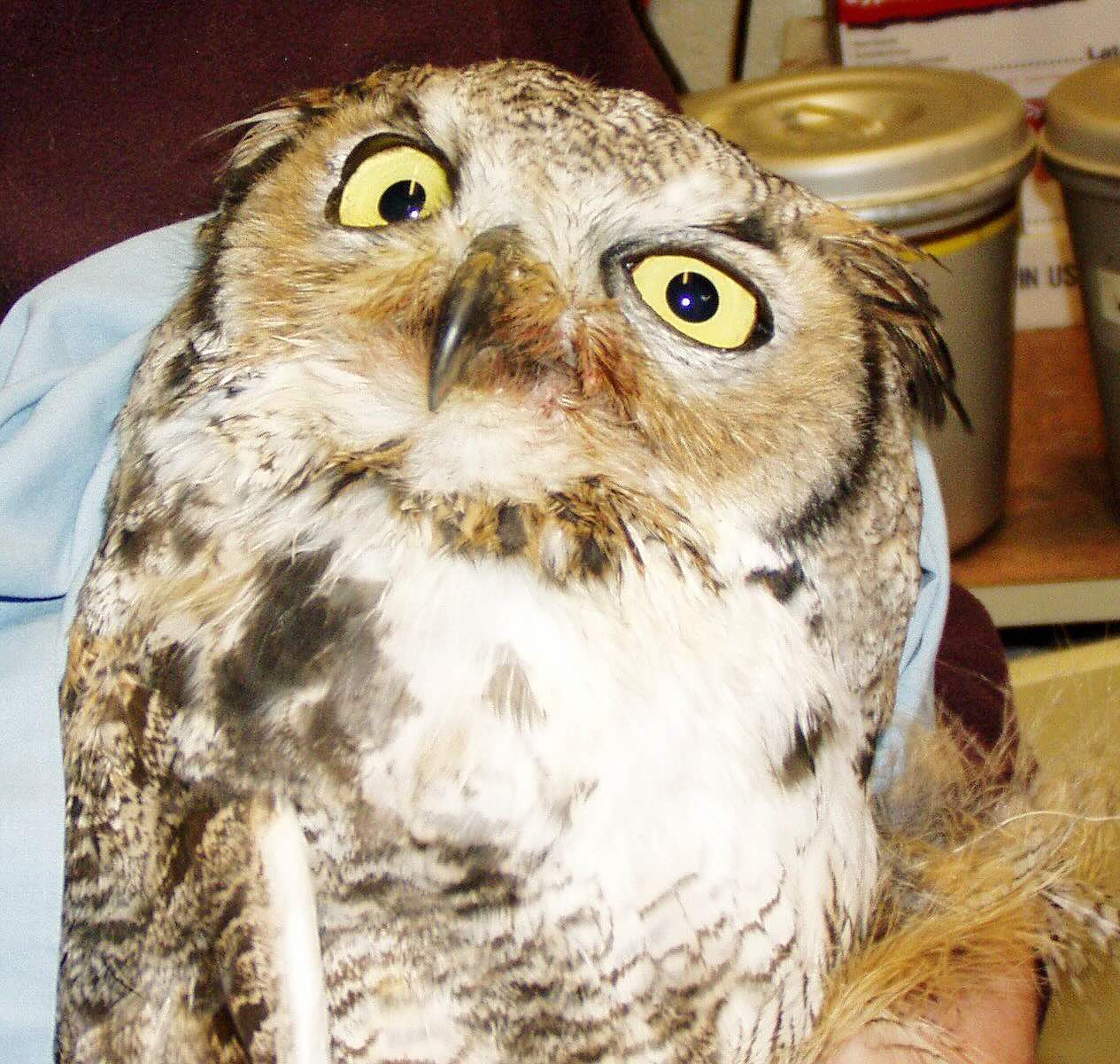 West Nile virus infection, great horned owl