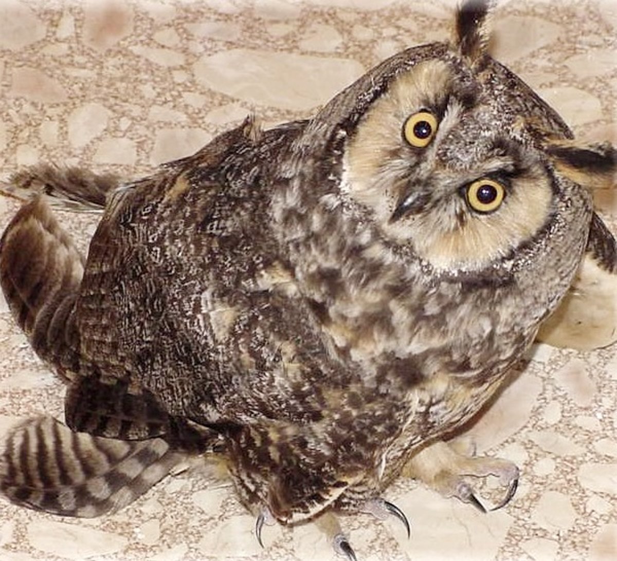 West Nile virus infection, long-eared owl