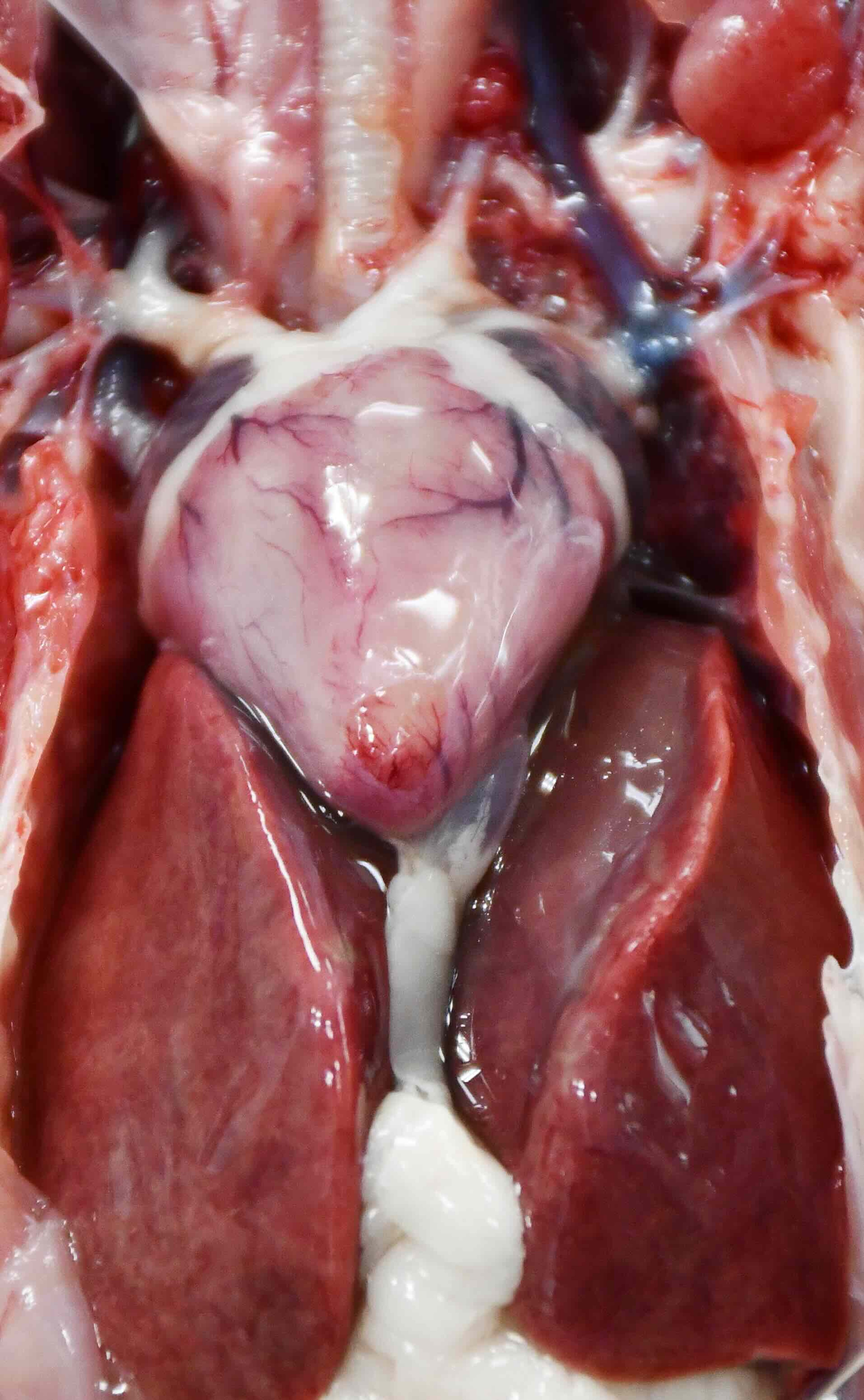 West Nile virus infection, pale heart, broad-winged hawk